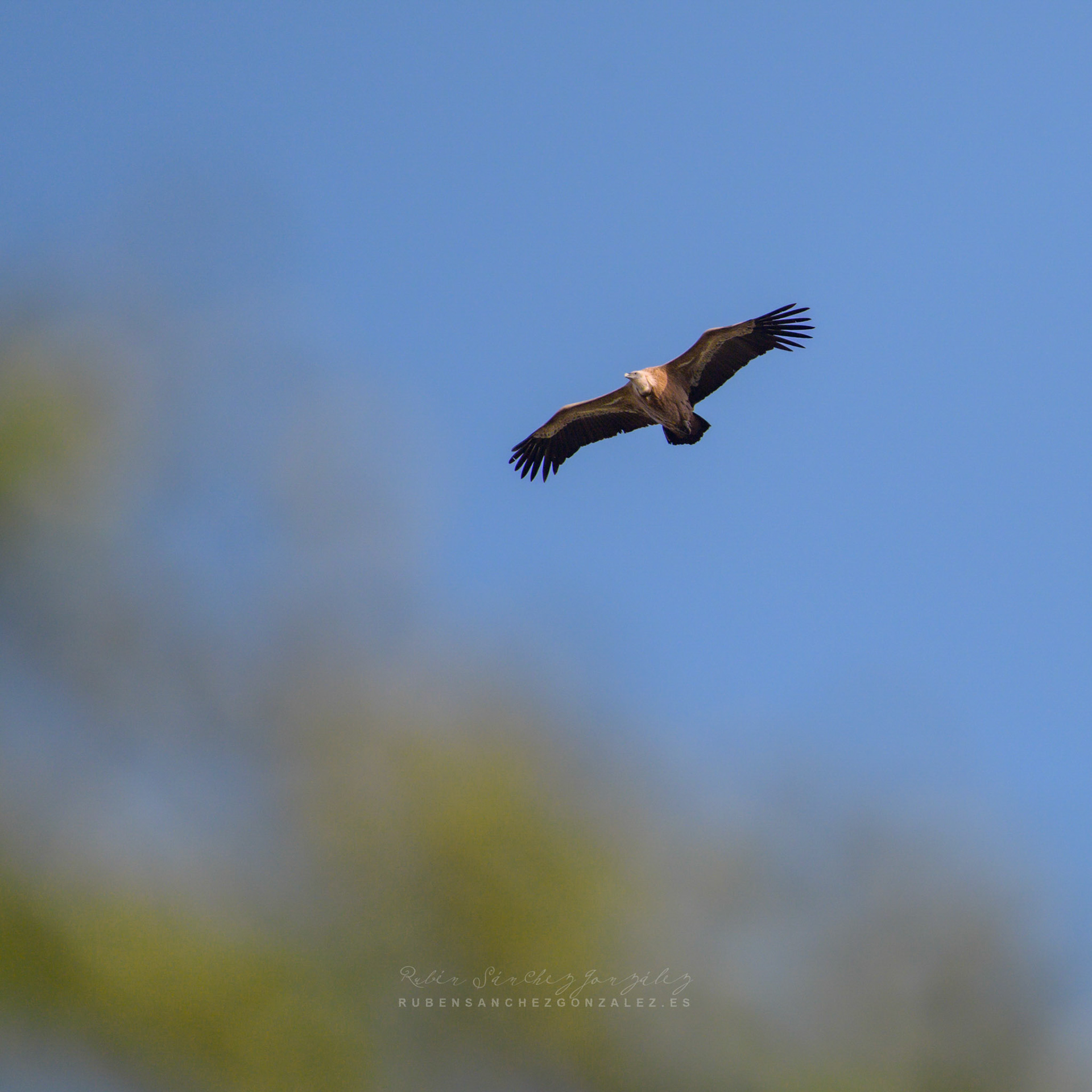 Buitre leonado o Gyps fulvus - Aves