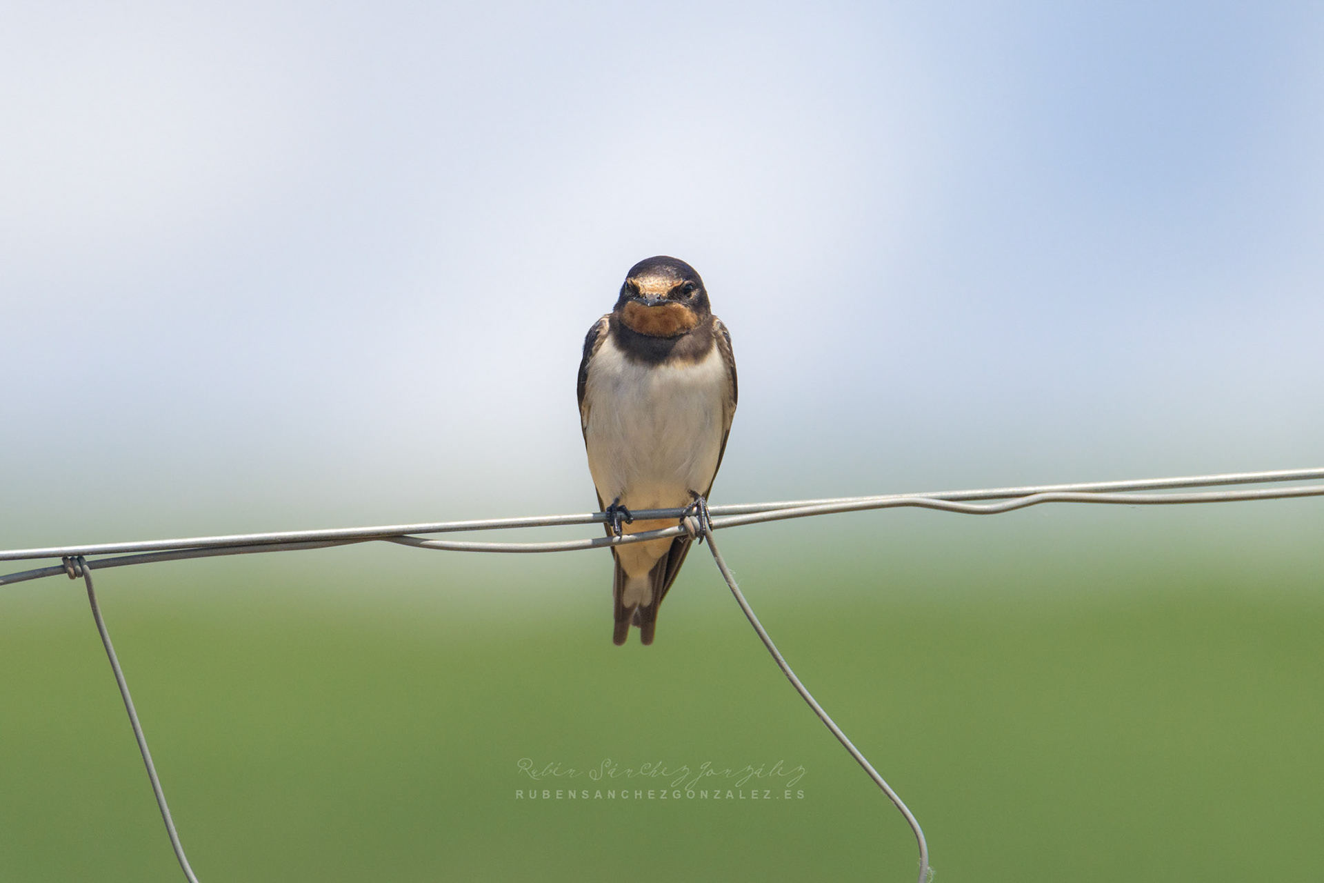 Golondrina común o Hirundo rustica - Aves