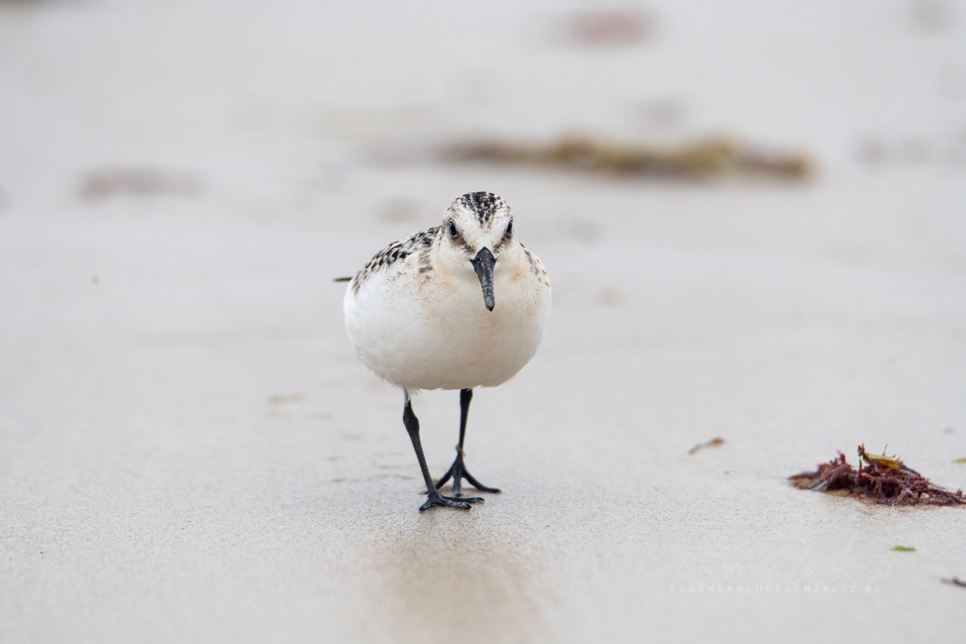 Correlimos o Calidris alba - Aves