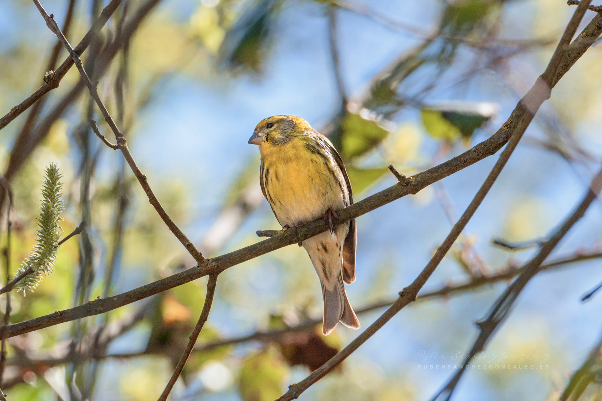 Serinus Serinus o verdecillo - Aves