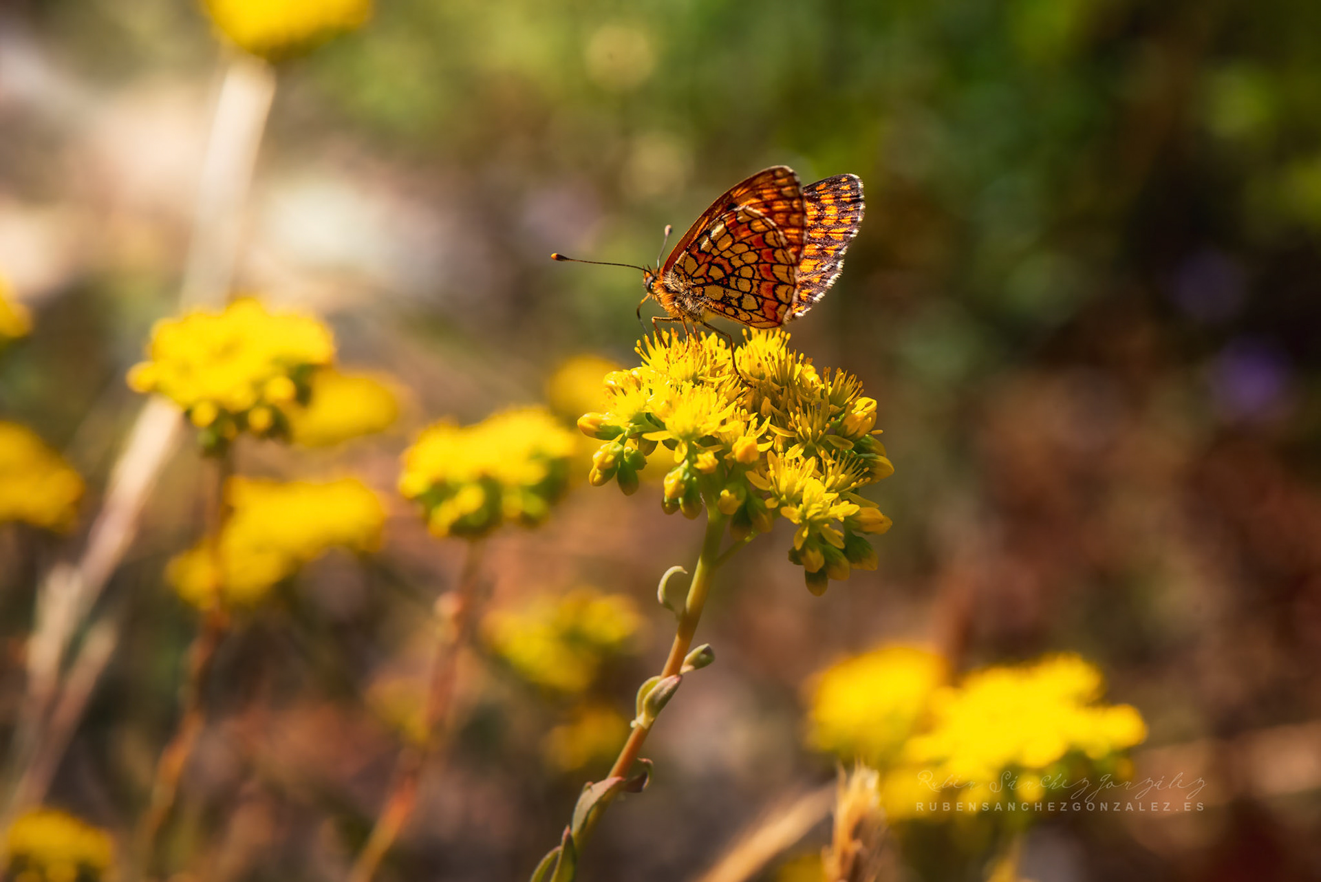 Melitaea nevadensis - Macro
