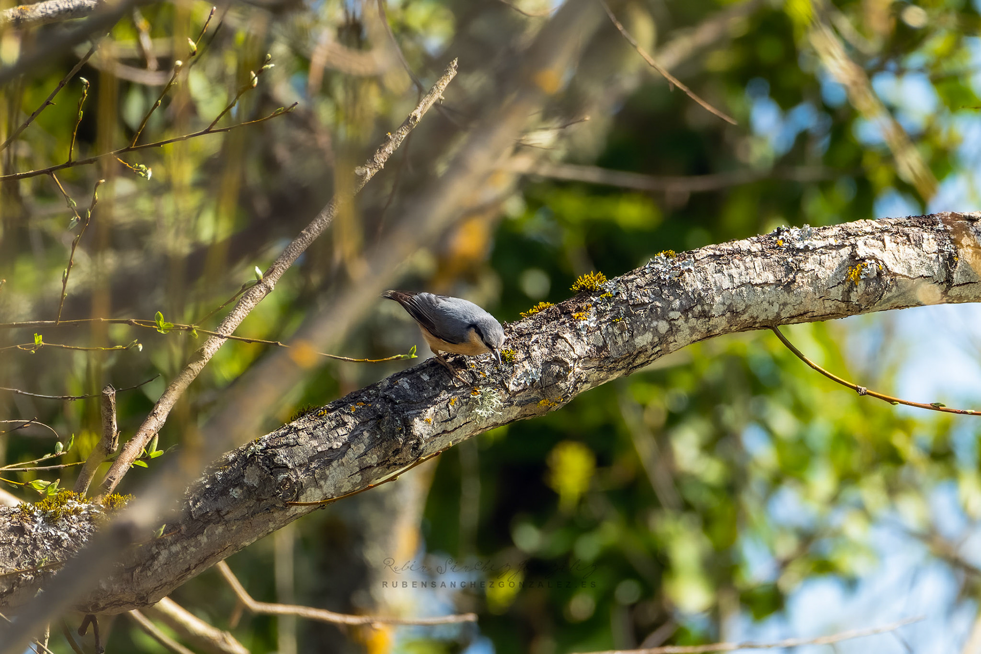 Trepador azul o Sitta europaea - Aves