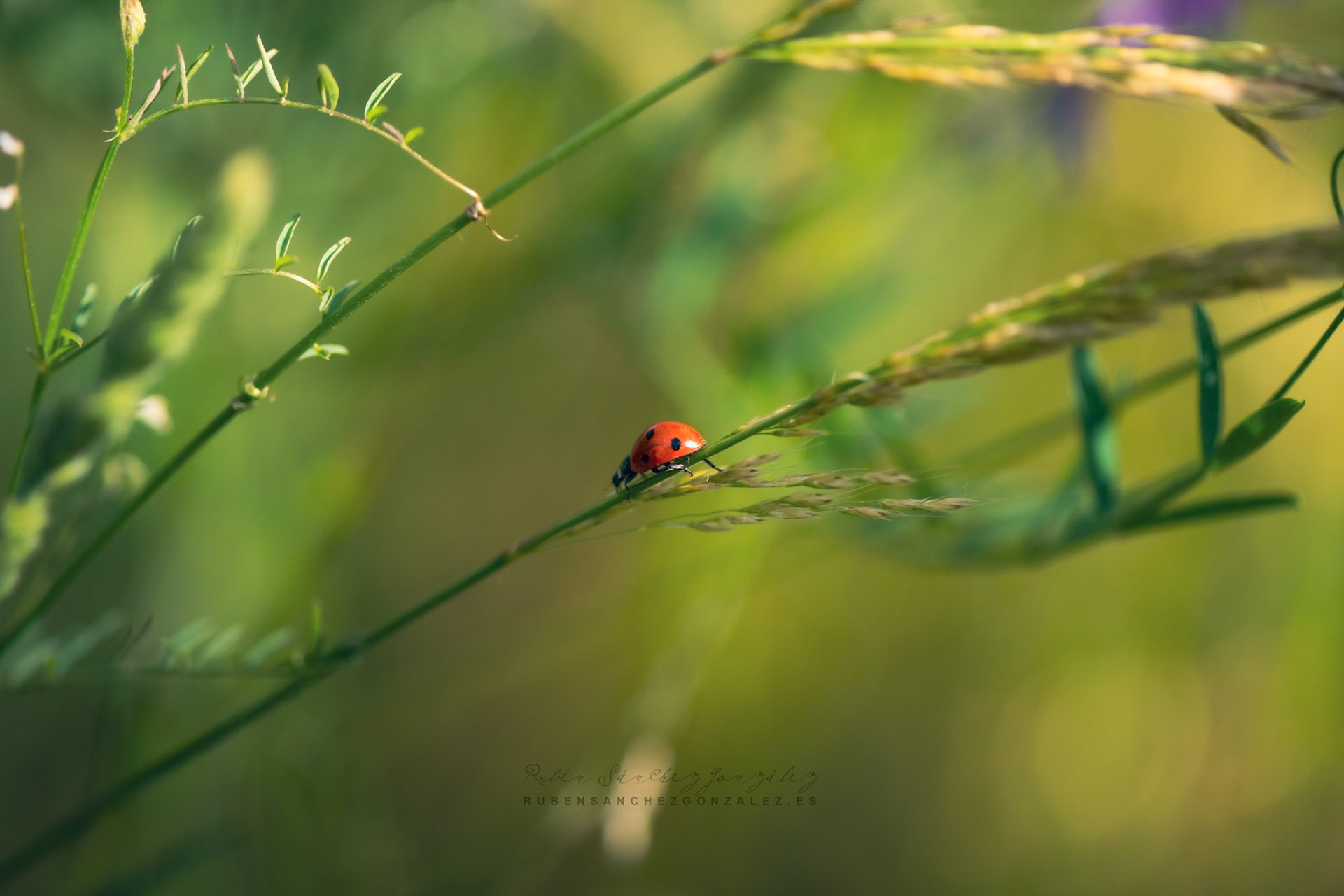Mariquita o Coccinélidos - Macro