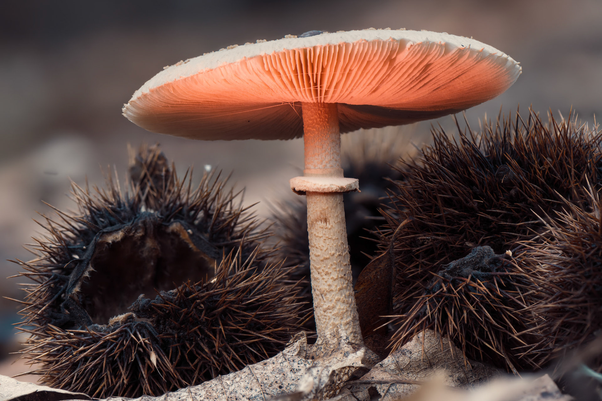 Macrolepiota mastoidea - Setas - Mushrooms