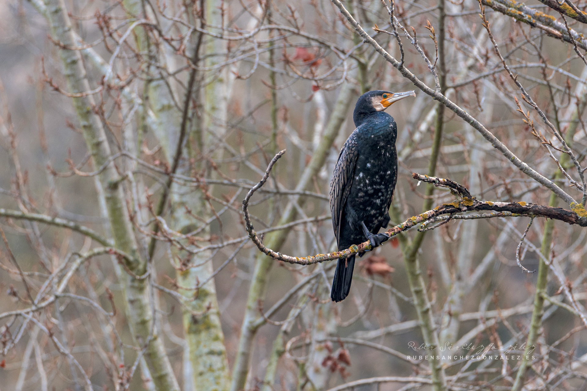 Cormoran o Phalacrocorax carbo - Aves