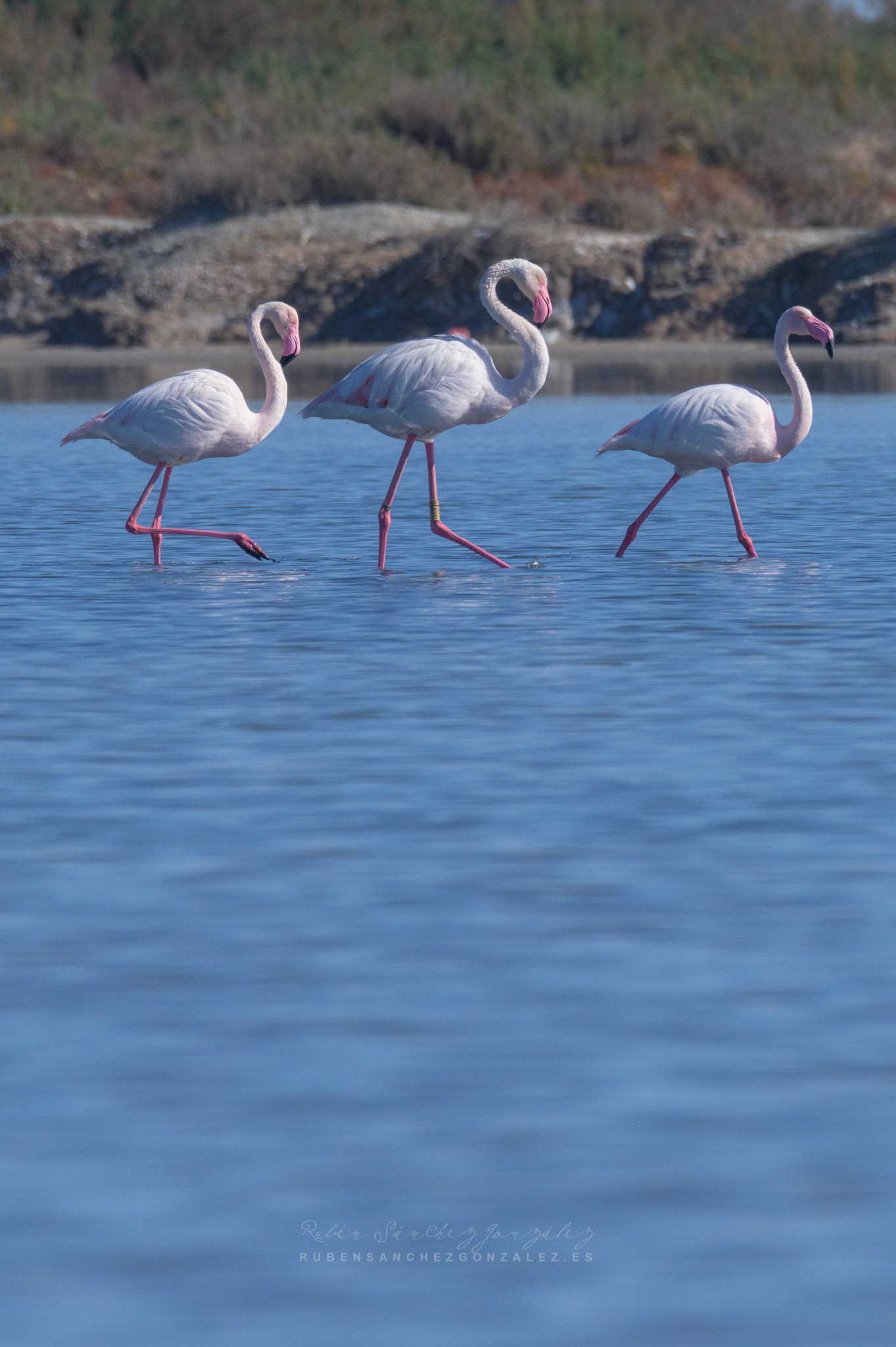 Flamenco o Phoenicopterus roseus - Aves