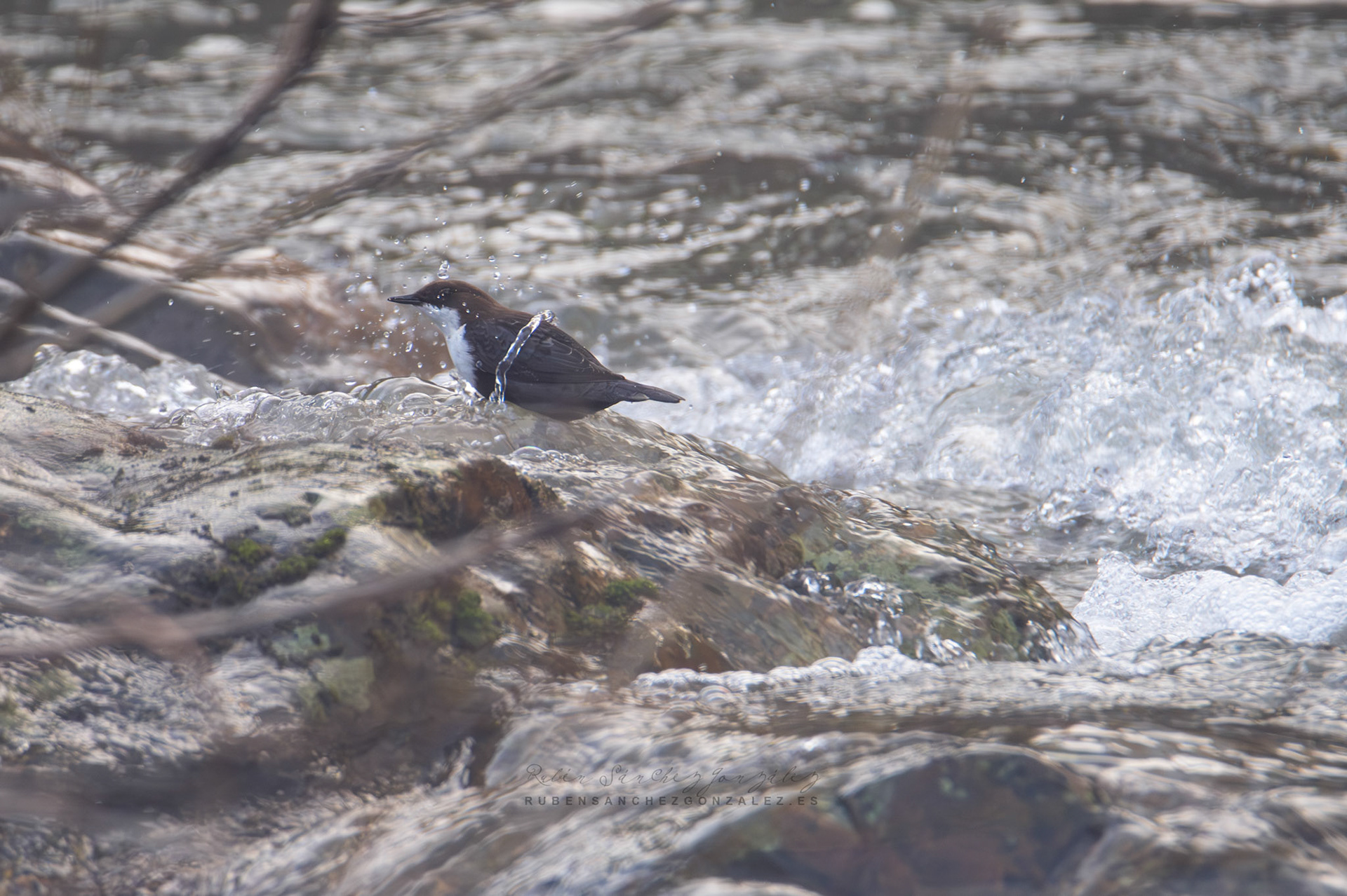 Mirlo acuático o Cinclus cinclus - Aves