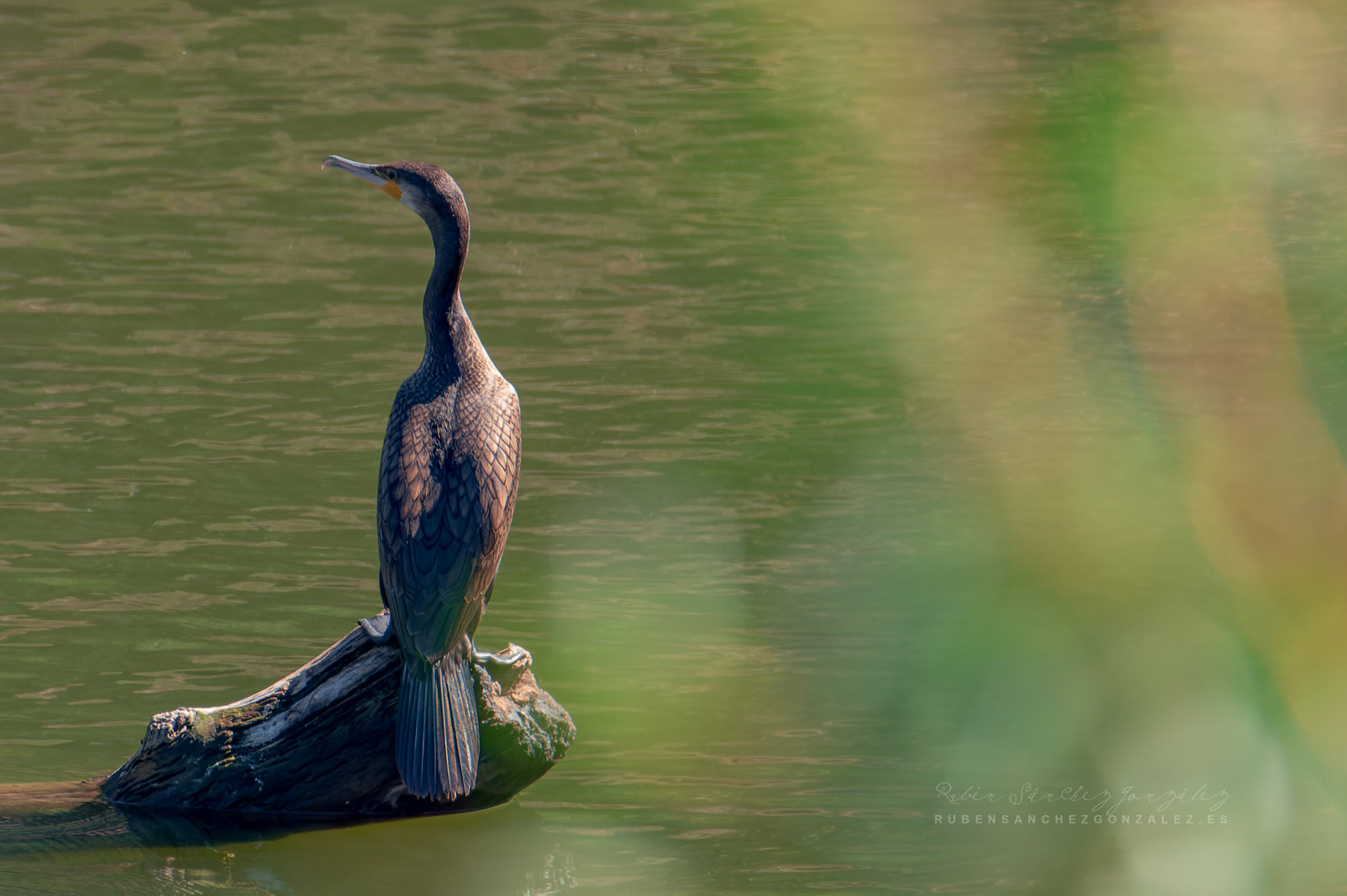Cormoran o Phalacrocorax carbo - Aves
