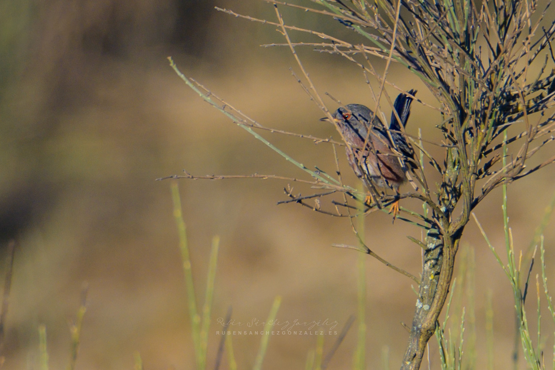 Curruca rabilarga o Sylvia melanocephala - Aves