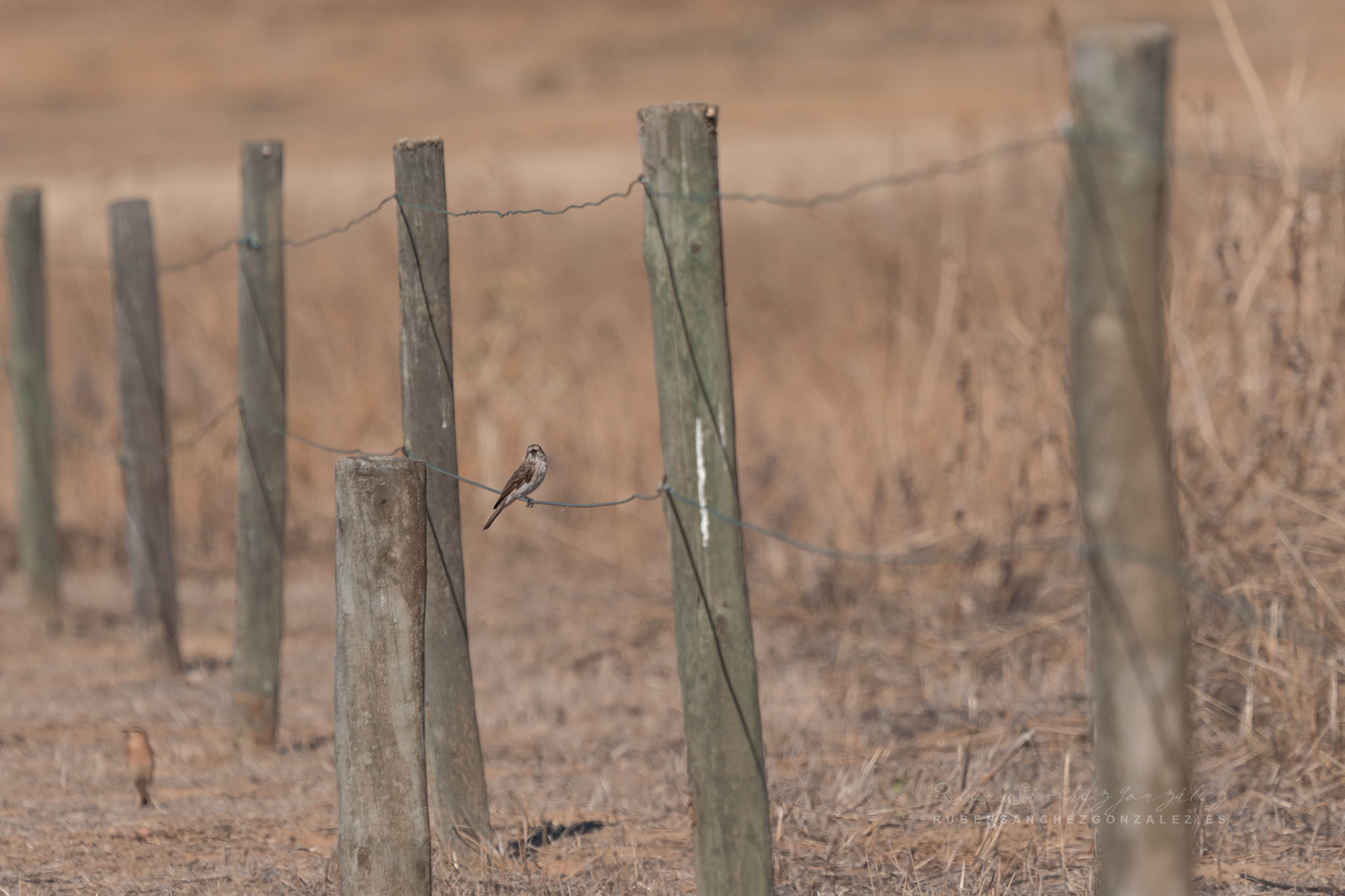 Gorrión hembra - Aves
