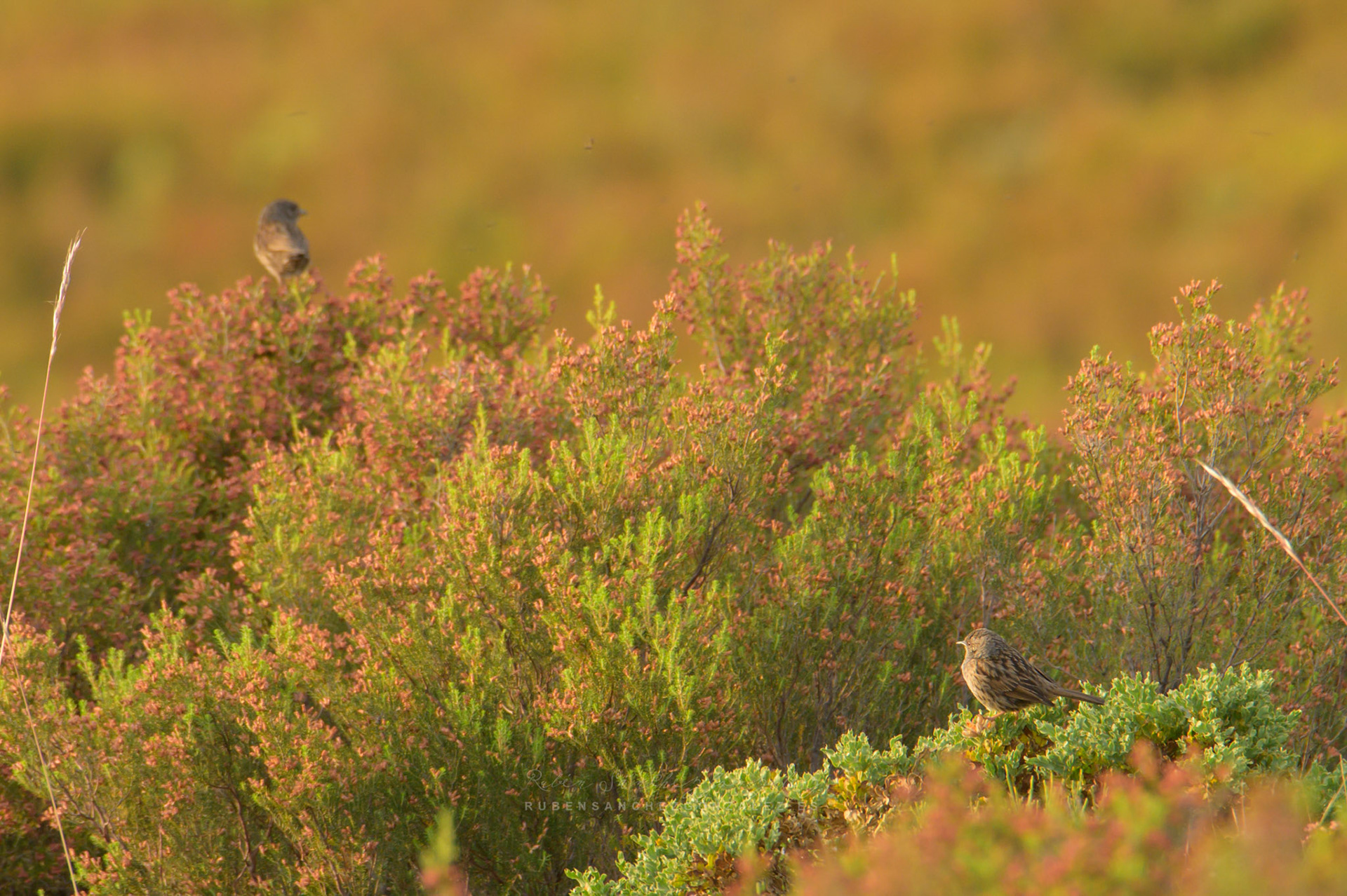 Acentor Común o Prunella modularis - Aves