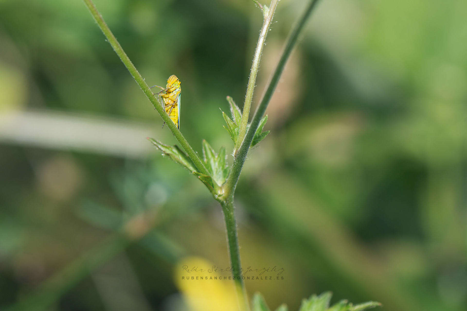 Cigarrila Verde o Cicadella virisdis - Macro