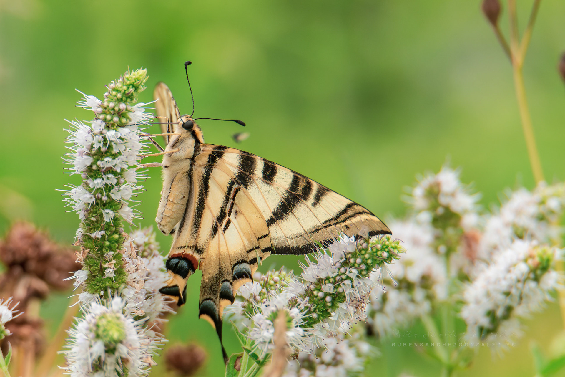 Mariposa Linnaeus o Iphiclides podalirius - Macro