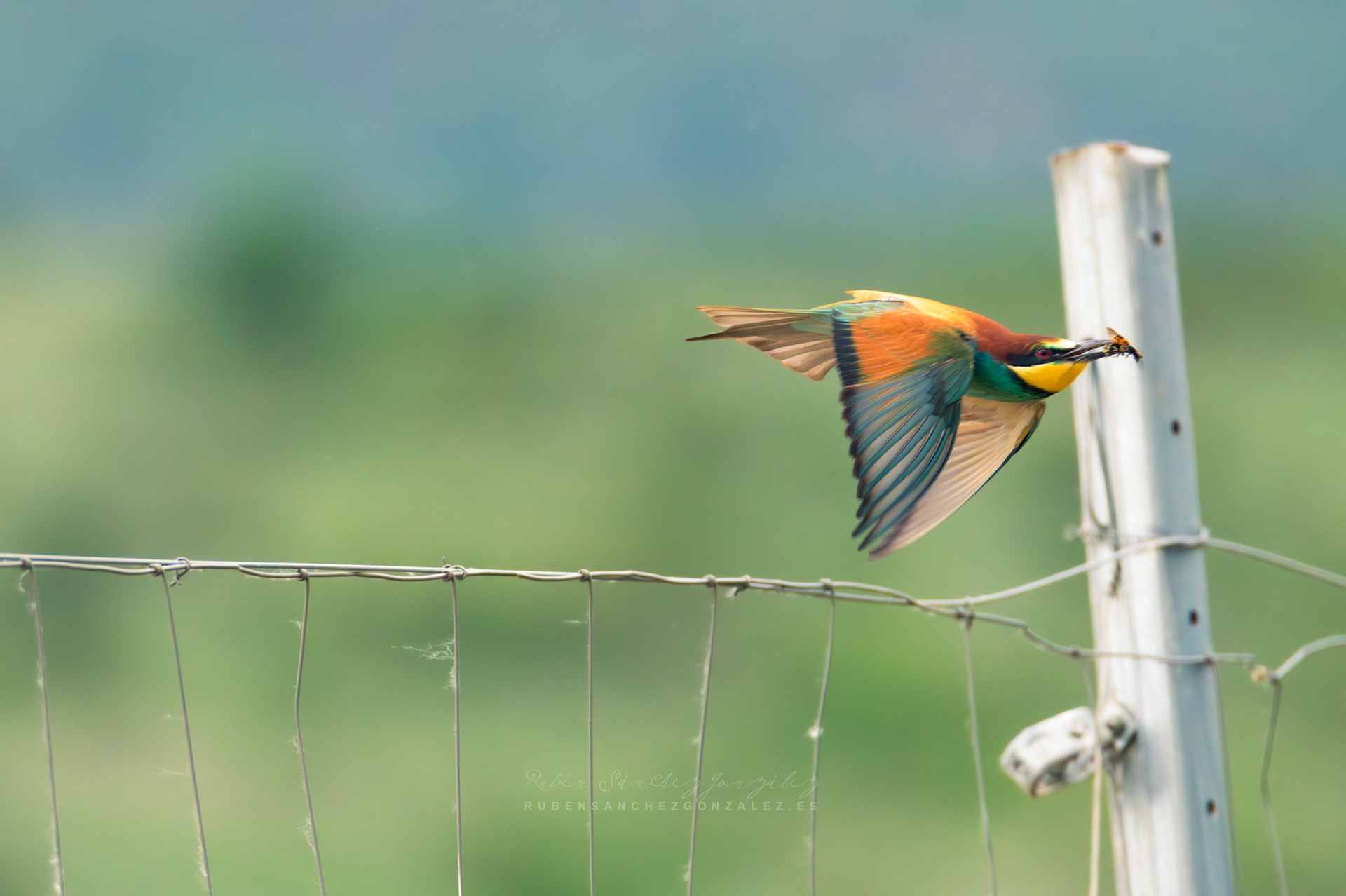 Abejaruco o Merops apiaster - Aves