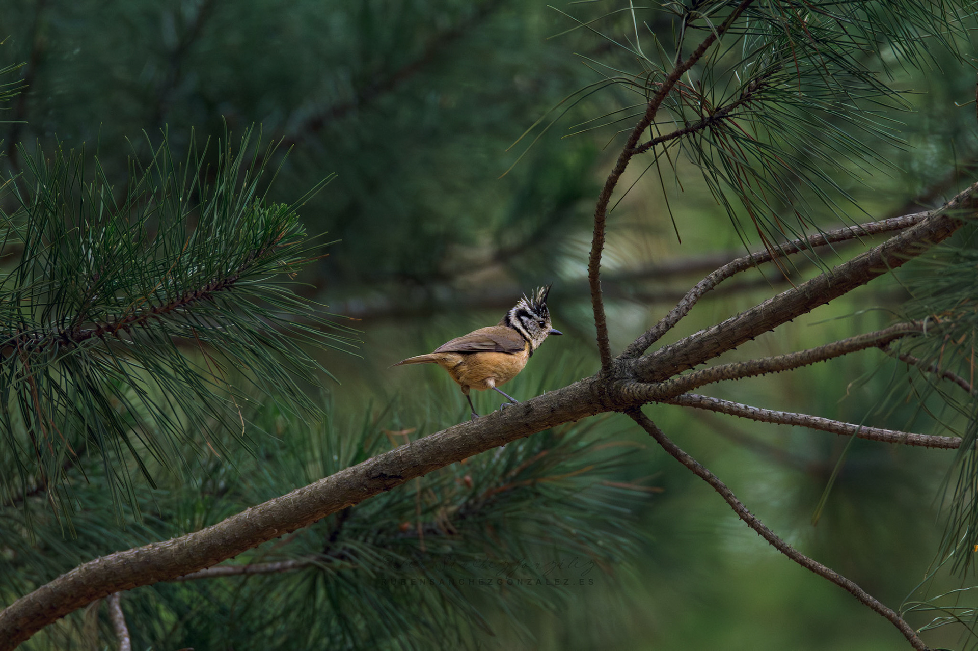 Herrerillo Capuchino o Lophophanes cristatus -Aves