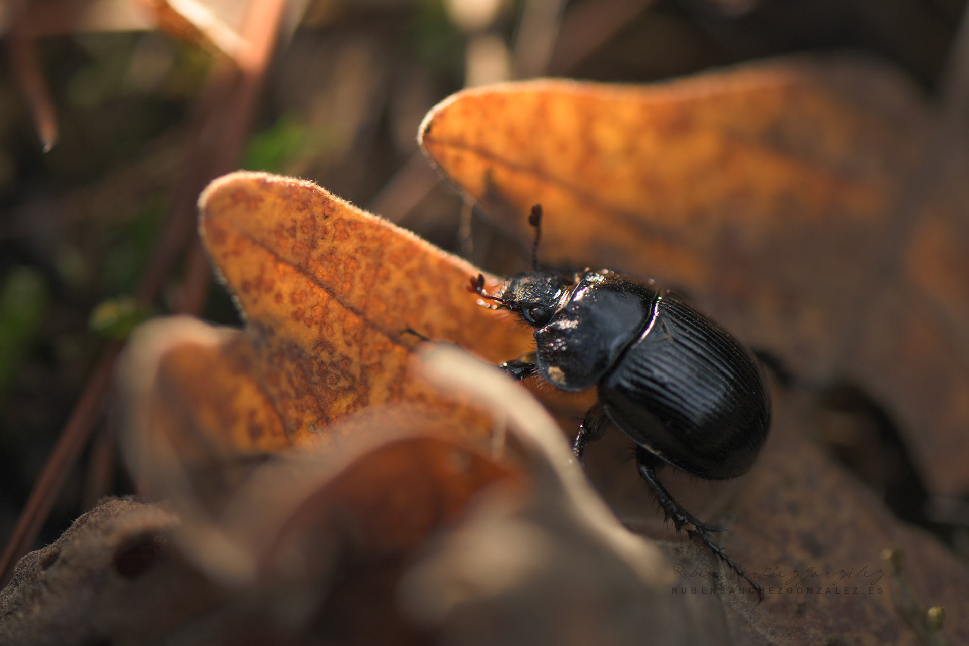 Escarabajo de estierco o Geotrupes stercorarius - Macro
