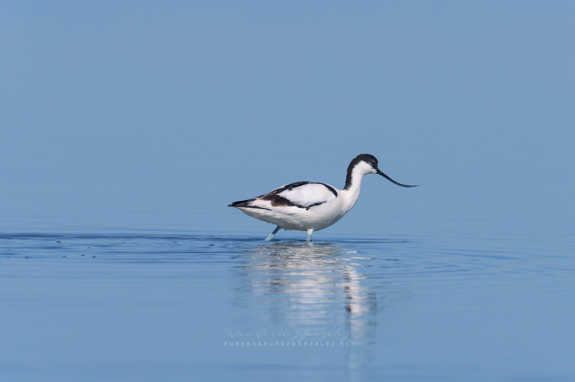 Avoceta común o Recurvirostra avosetta - Aves