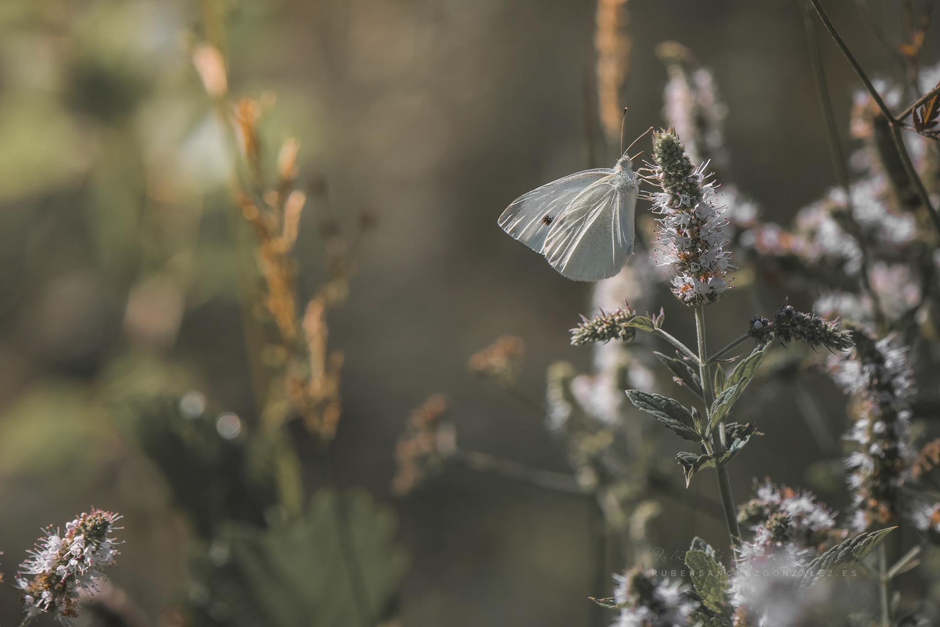 Mariposa o Pieris brassicae - Macro