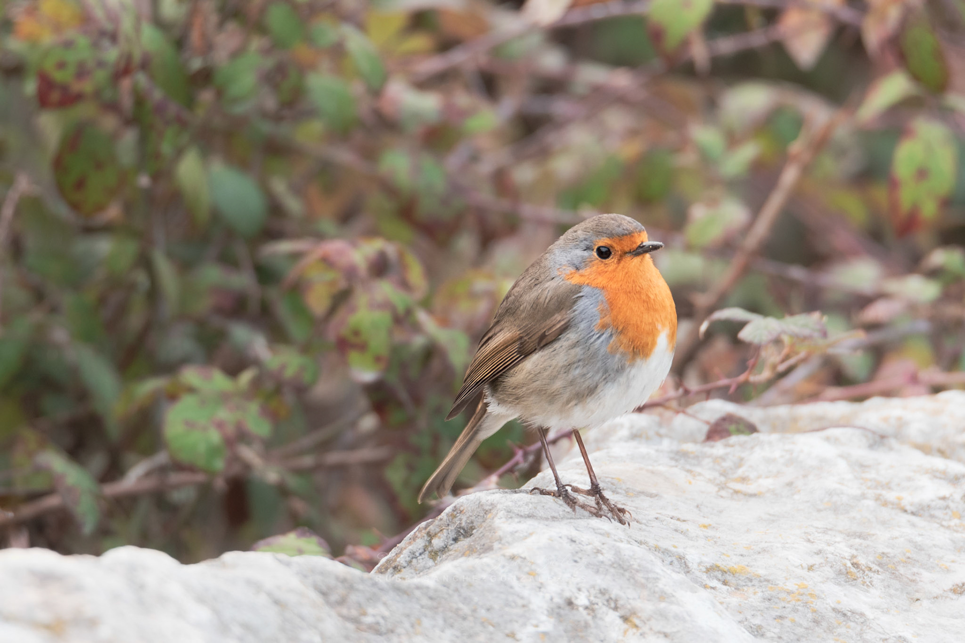 Petirrojo Paporrubio o Erithacus rubecula - Aves