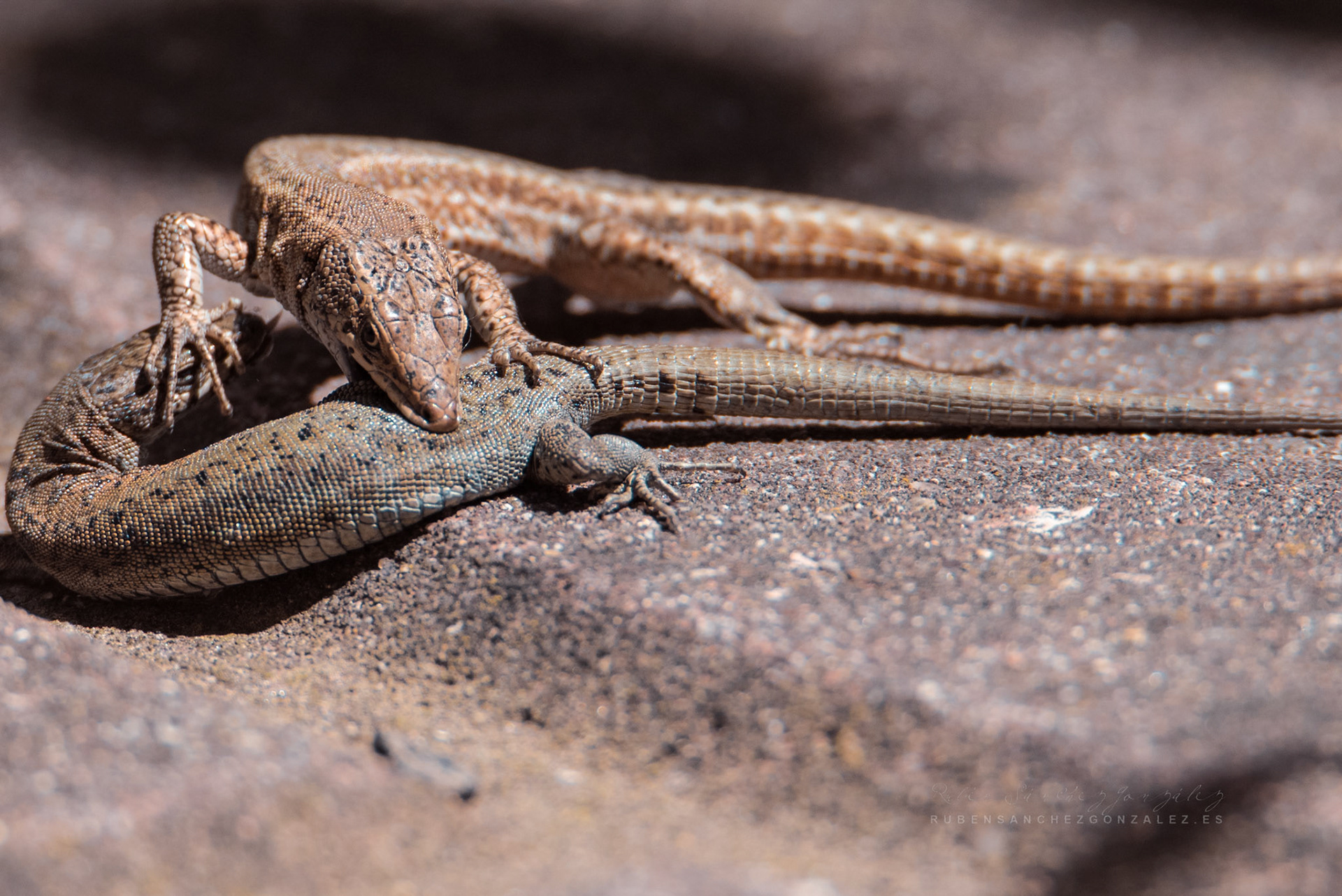 Lagartijas - Macro
