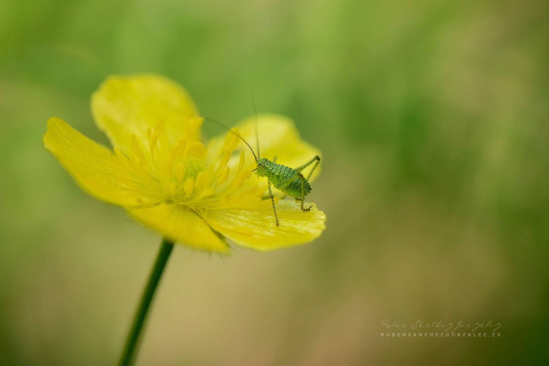 Leptophyes punctatissima o Grillo del arbusto moteado - Macro
