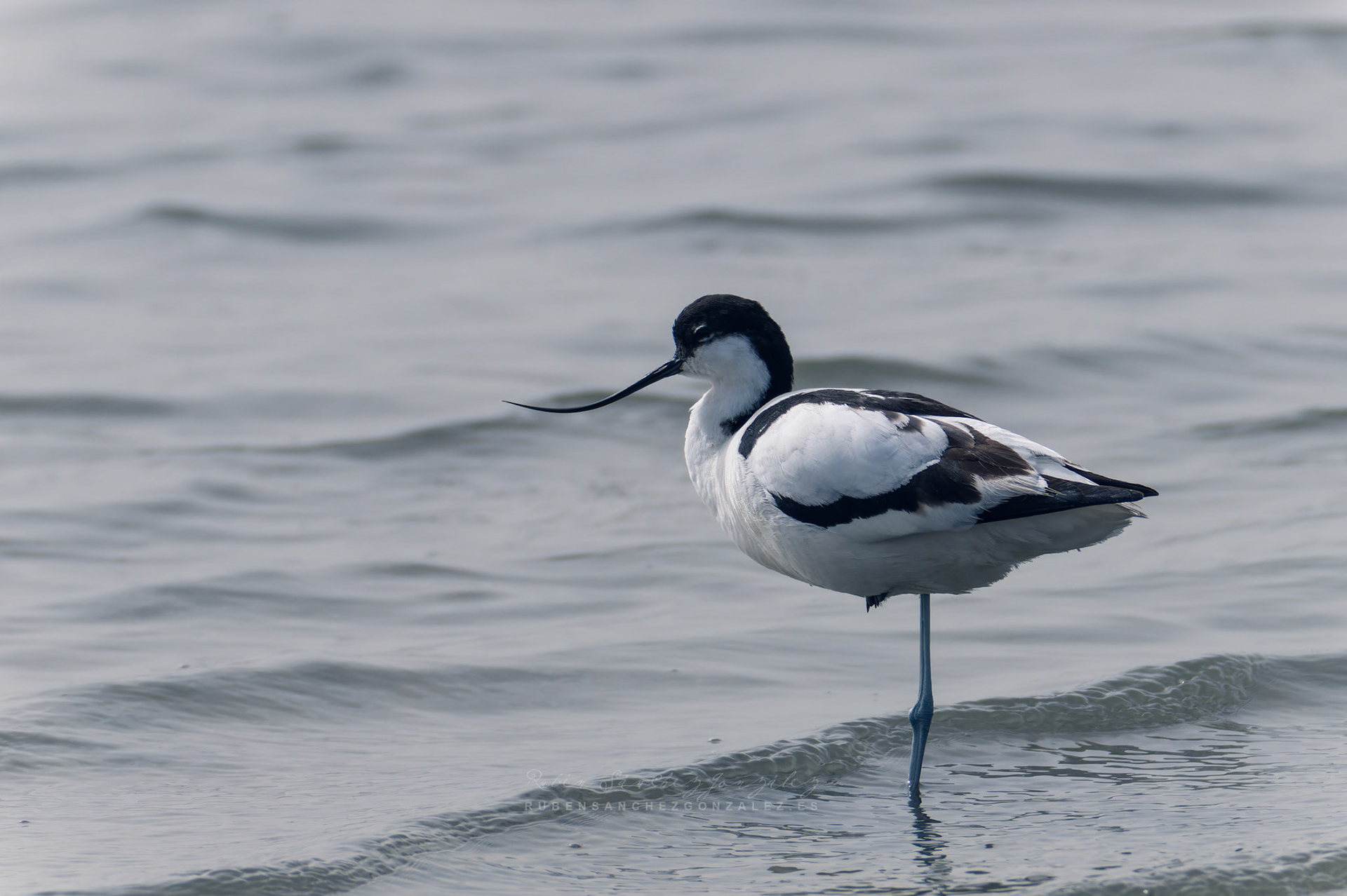 Avoceta común o Recurvirostra avosetta - Aves