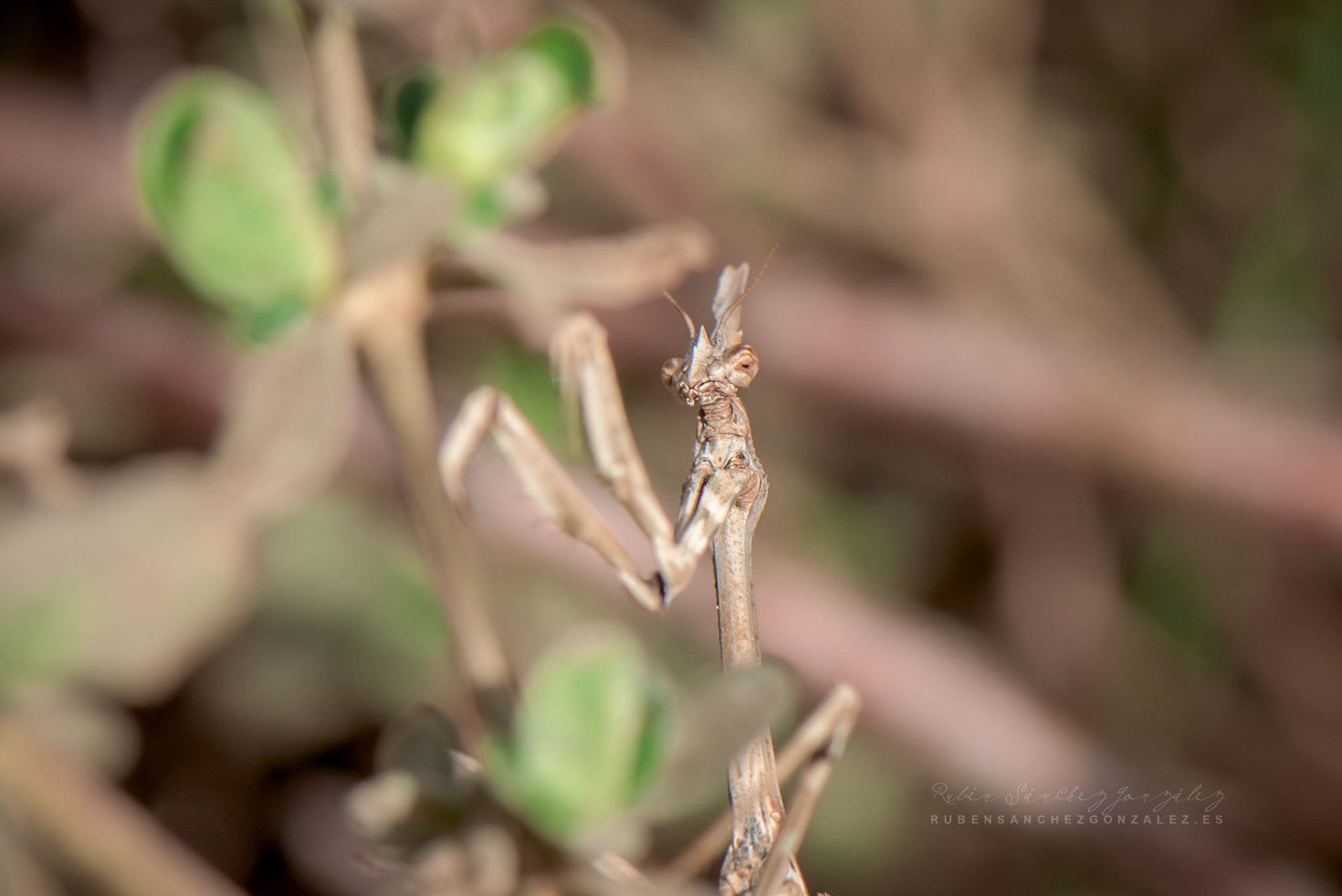 Empusa Pennata o Mantis - Macro