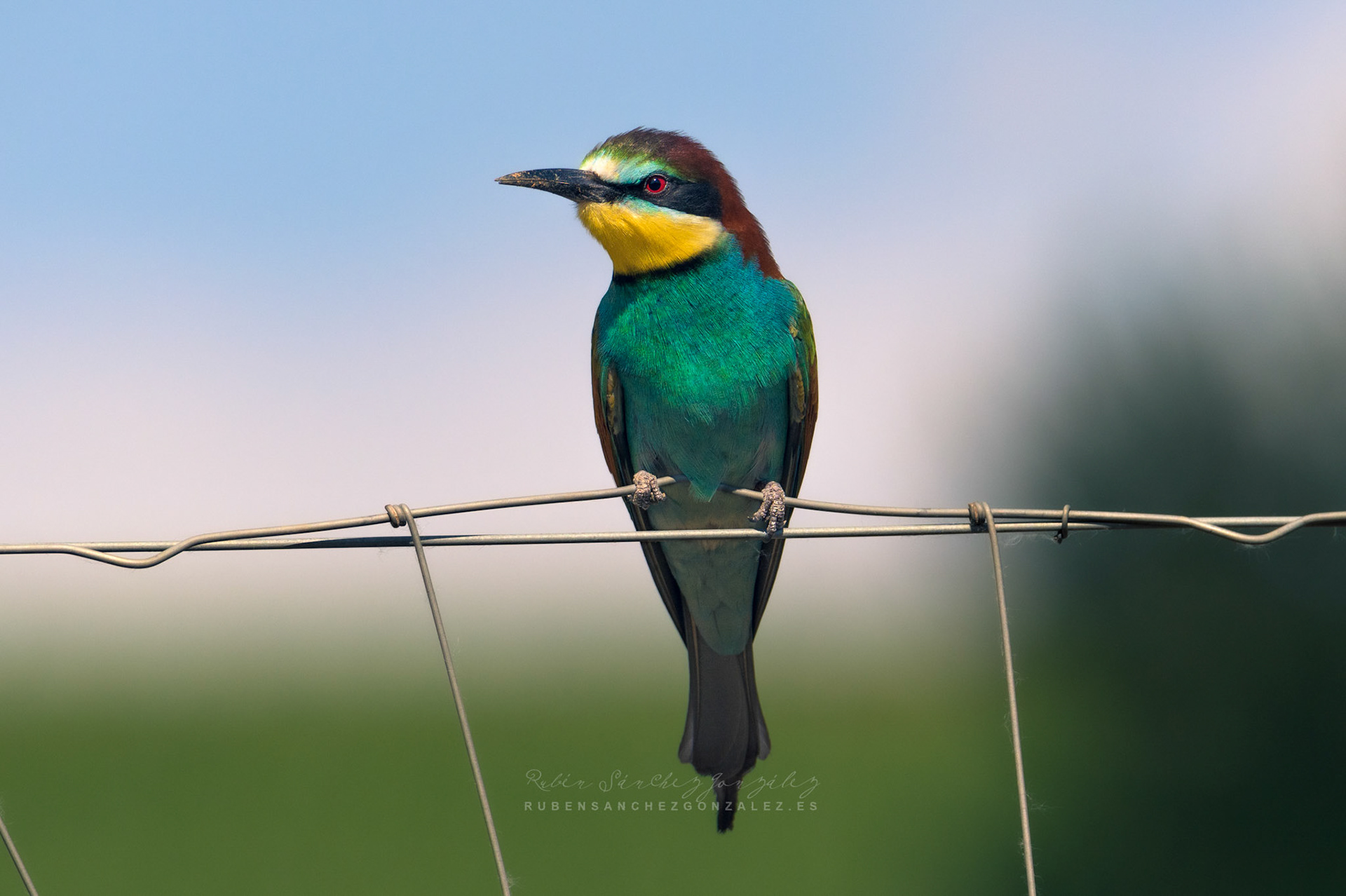 Abejaruco o Merops apiaster - Aves