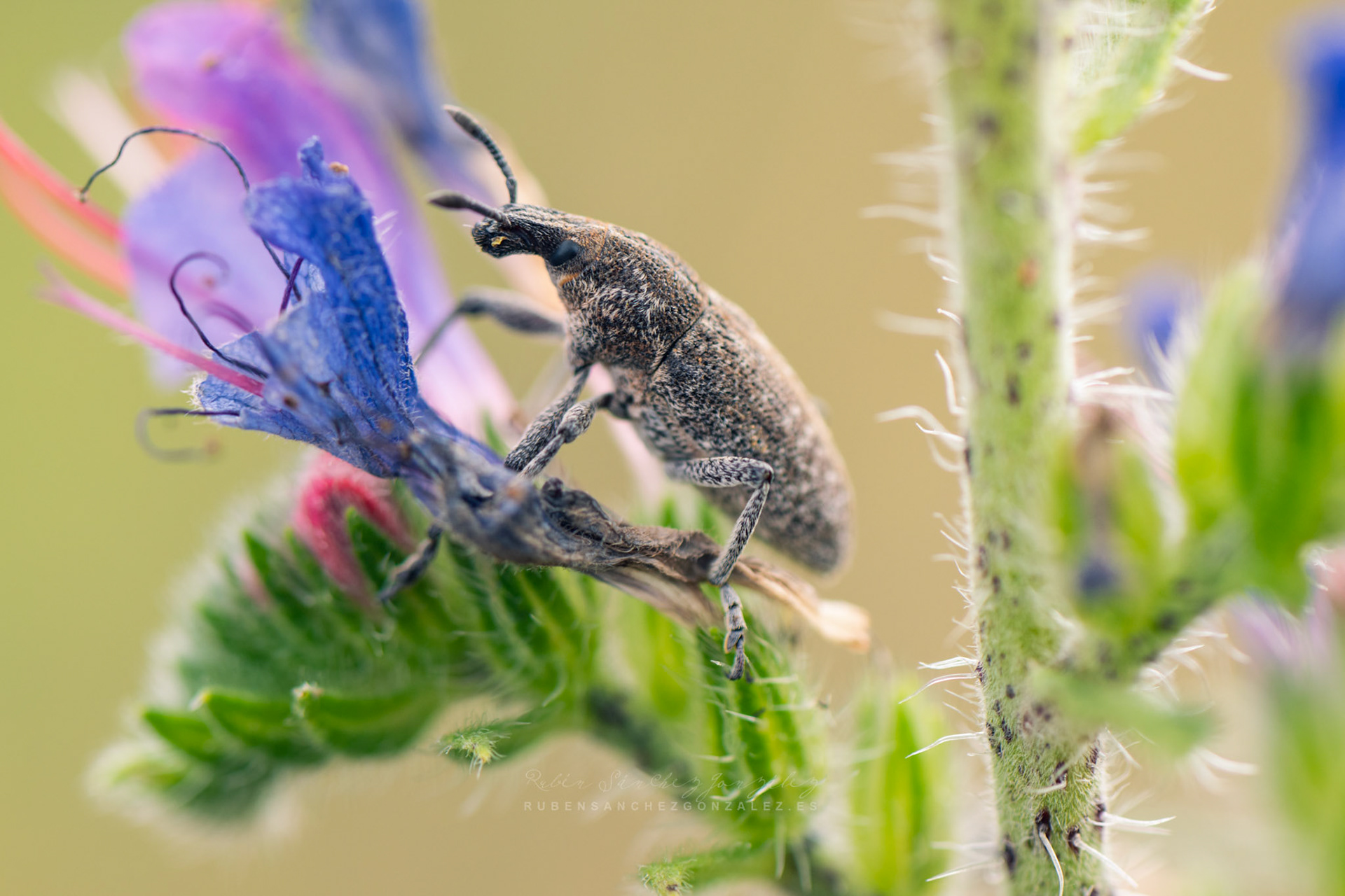 Escarabajo o Larinus carlinae - Macro
