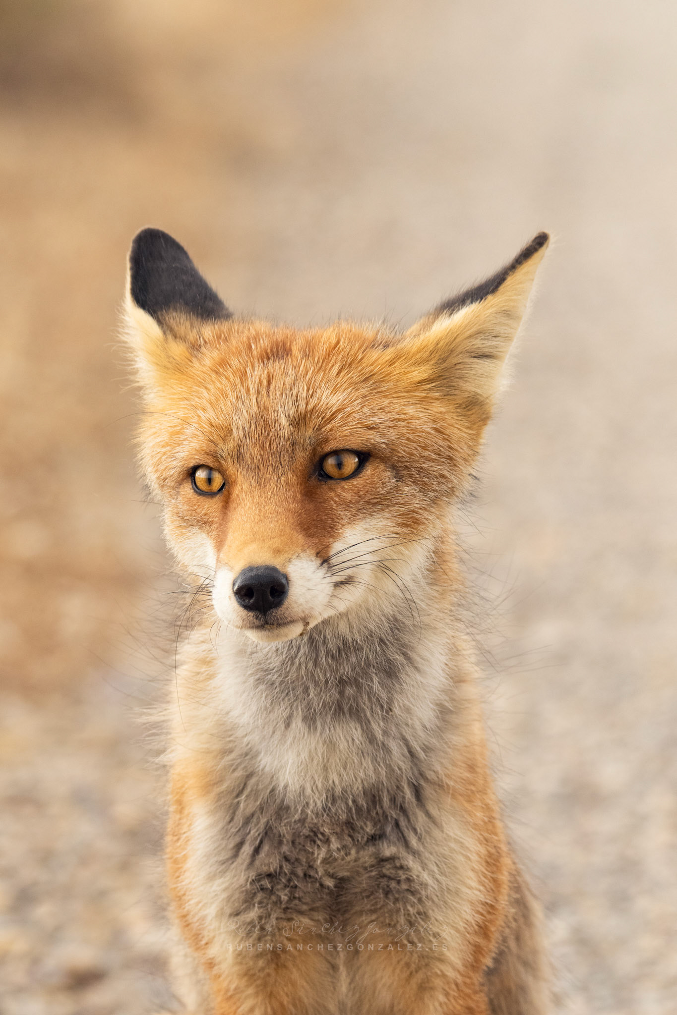 Zorro o Vulpes vulpes - Animáles