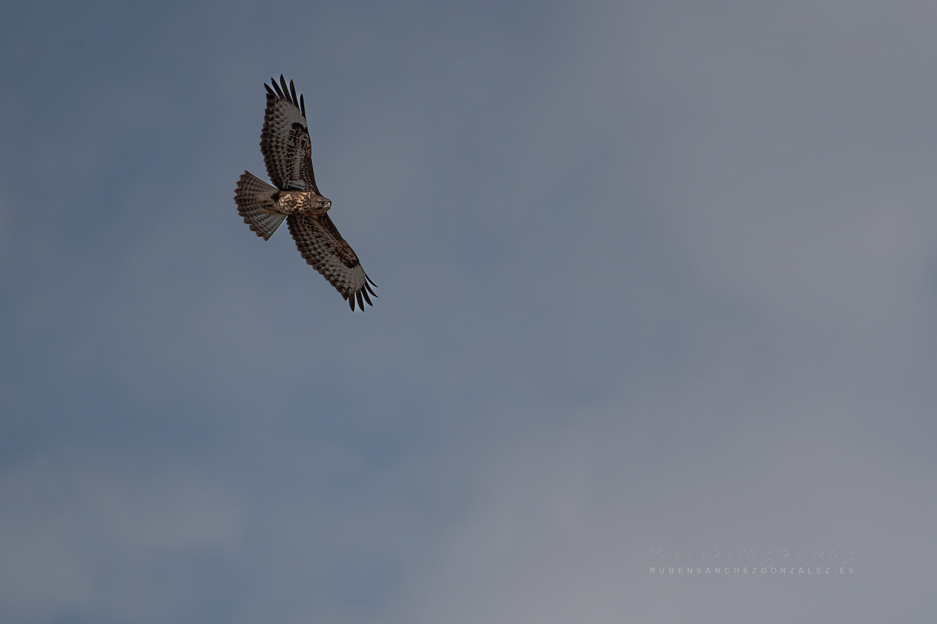 Bustardo ratonero o Buteo buteo en vuelo - Aves