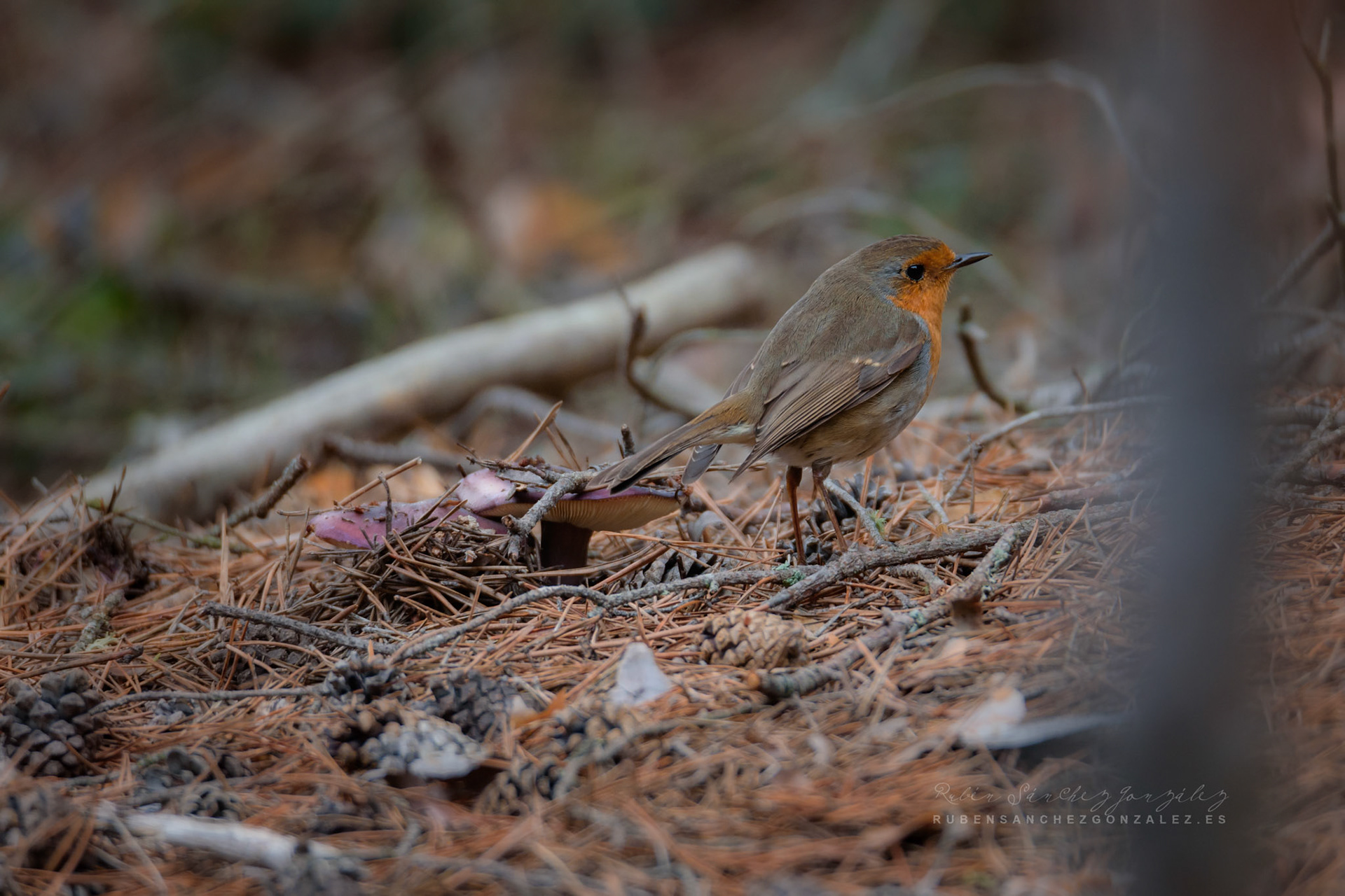 Petirrojo Paporrubio o Erithacus rubecula - Aves