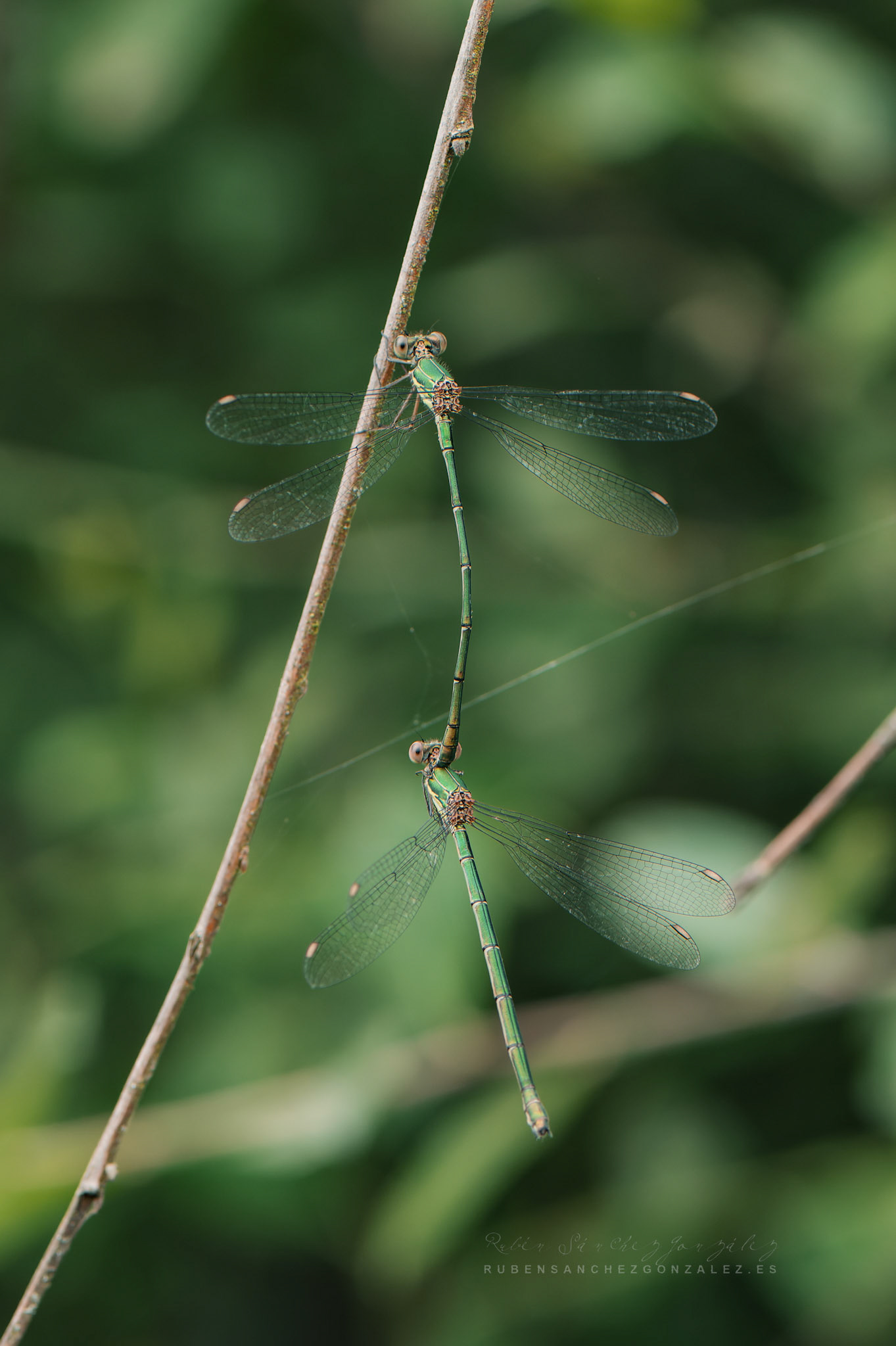 Libelulas enganchadas - Macro