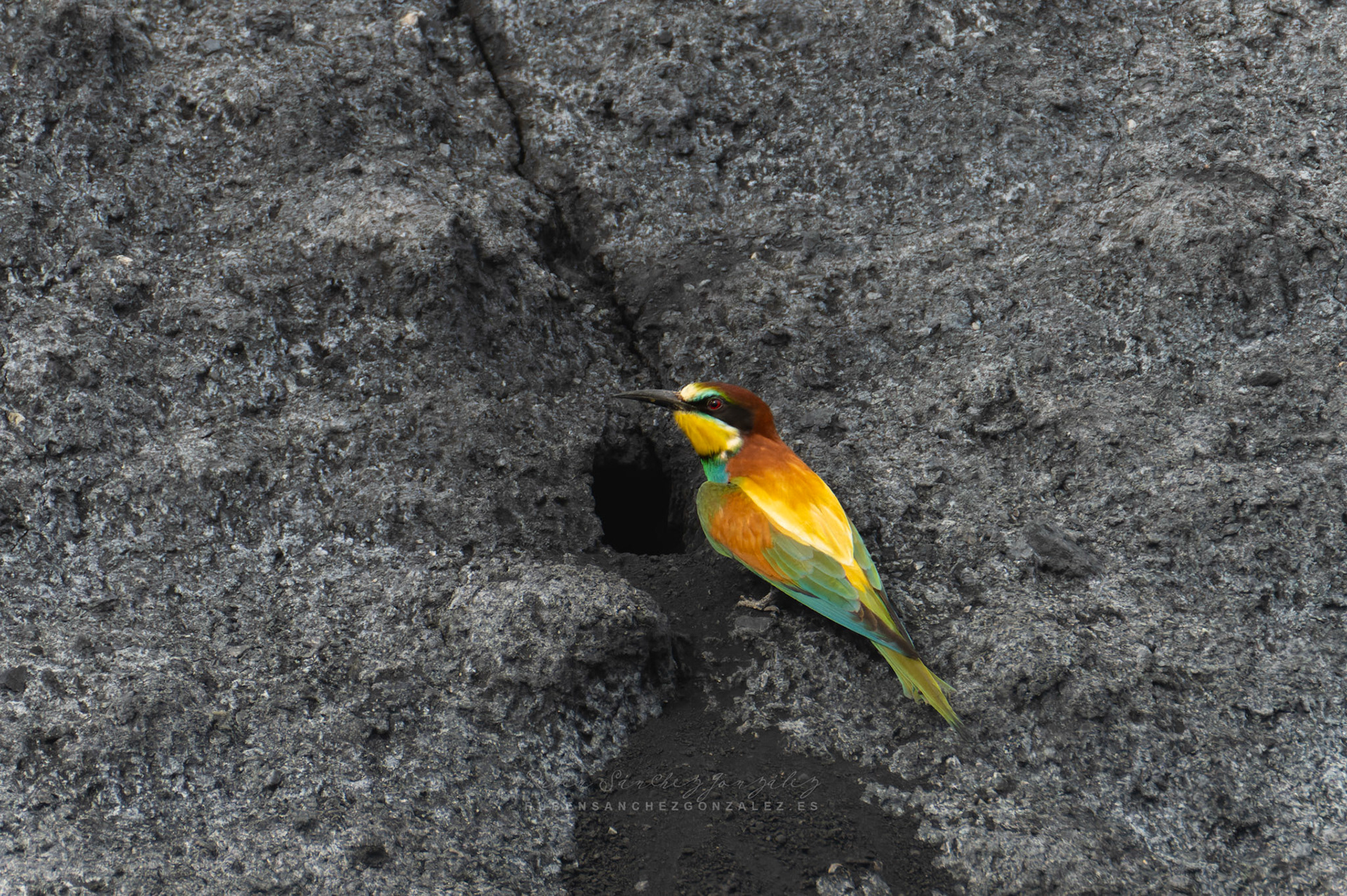 Abejaruco o Merops apiaster - Aves