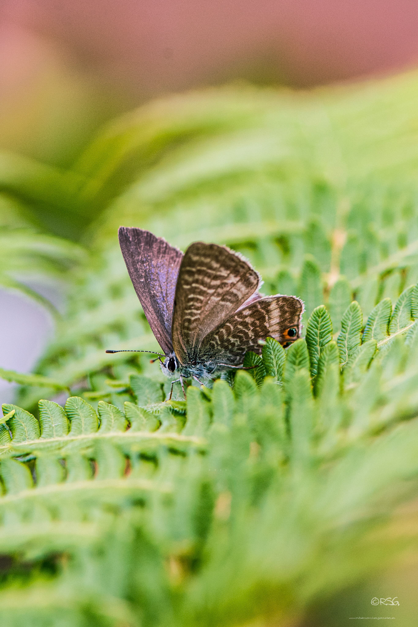 Mariposa - Cyaniris Semiargus - Macro
