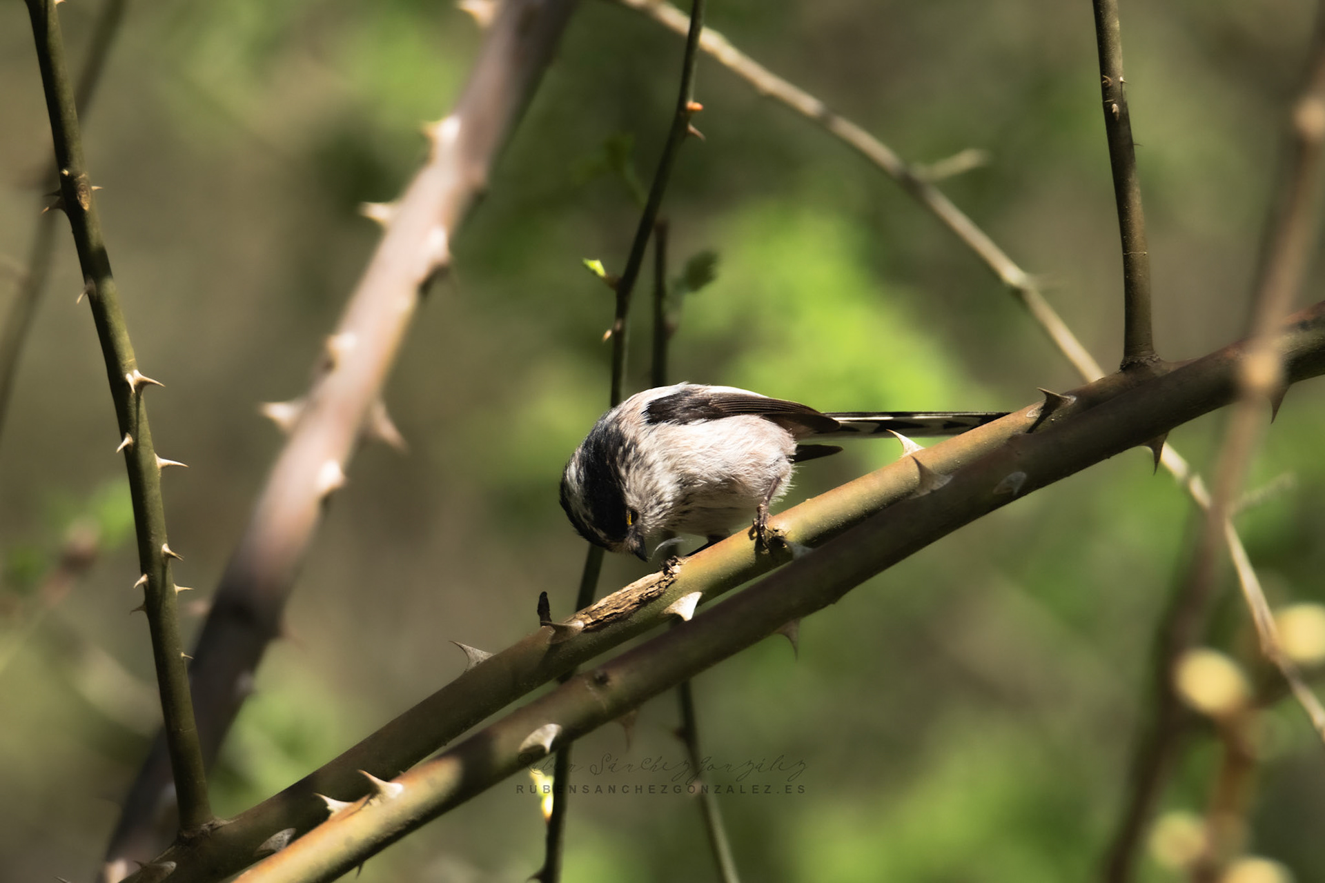 Mito Común o Aegithalos caudatus - Aves