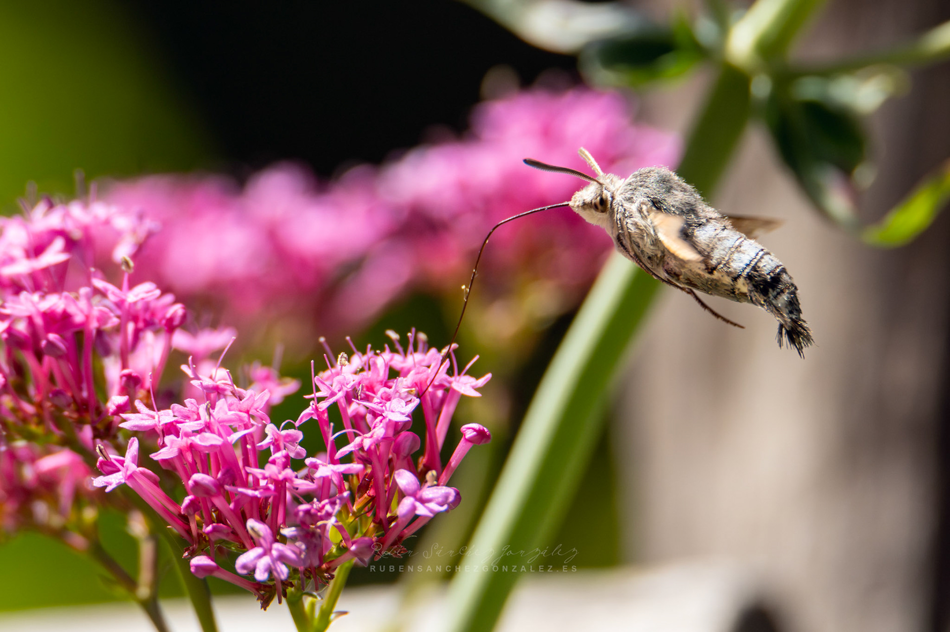 Esfinge Colibrí o Macroglossum Stellatarum - Macro