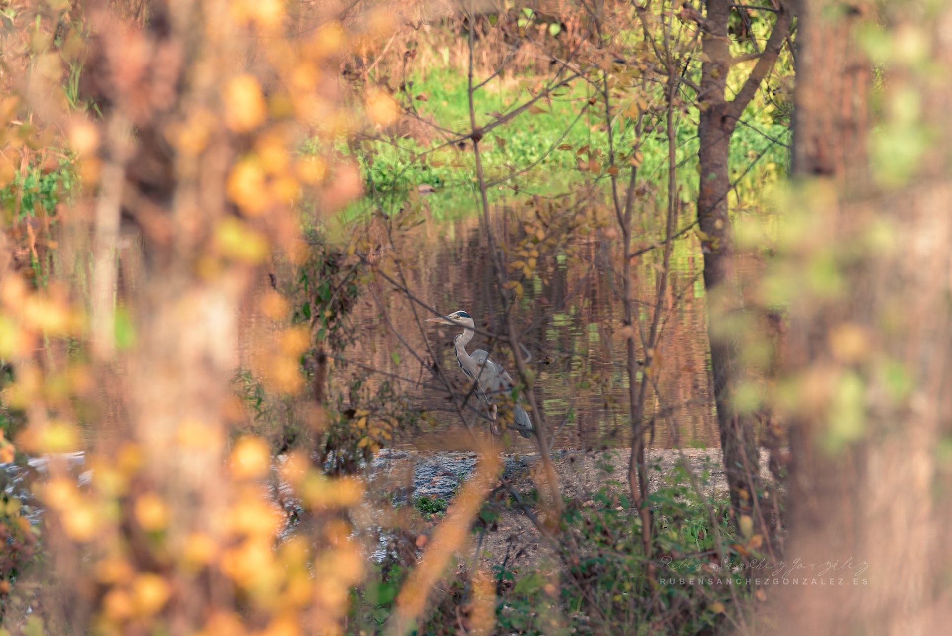 Garza Real o Ardea cinerea - Aves