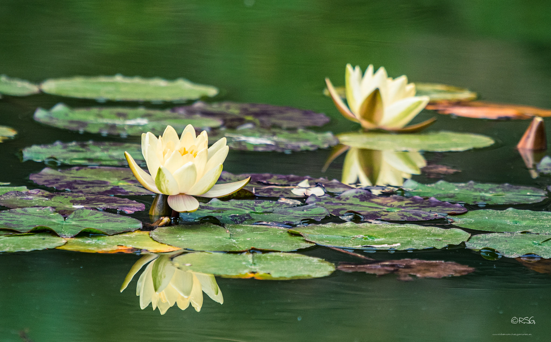Nenúfar - Nymphaeaceae - Plantas