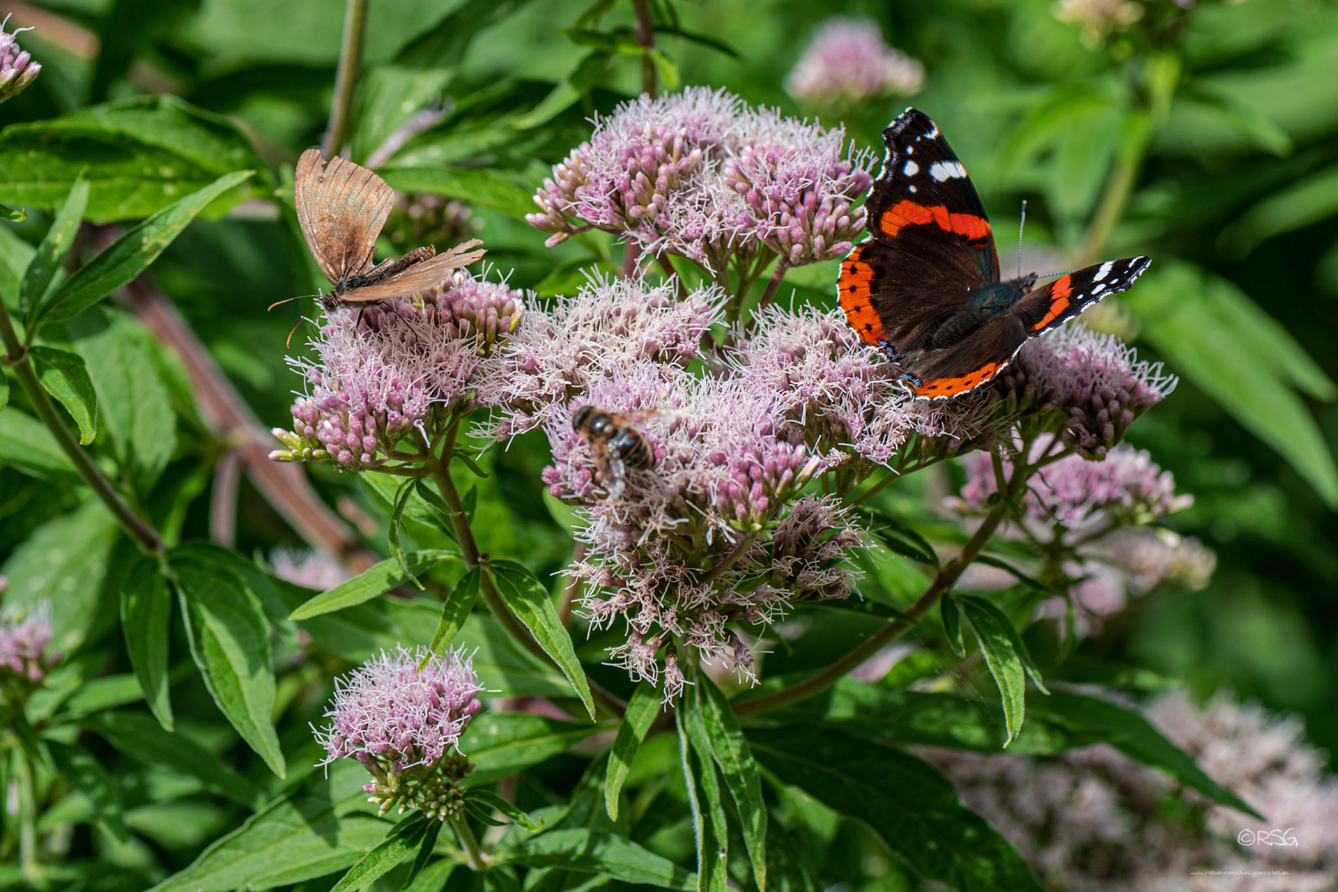 Mariposa o Vanessa atalanta - Macro