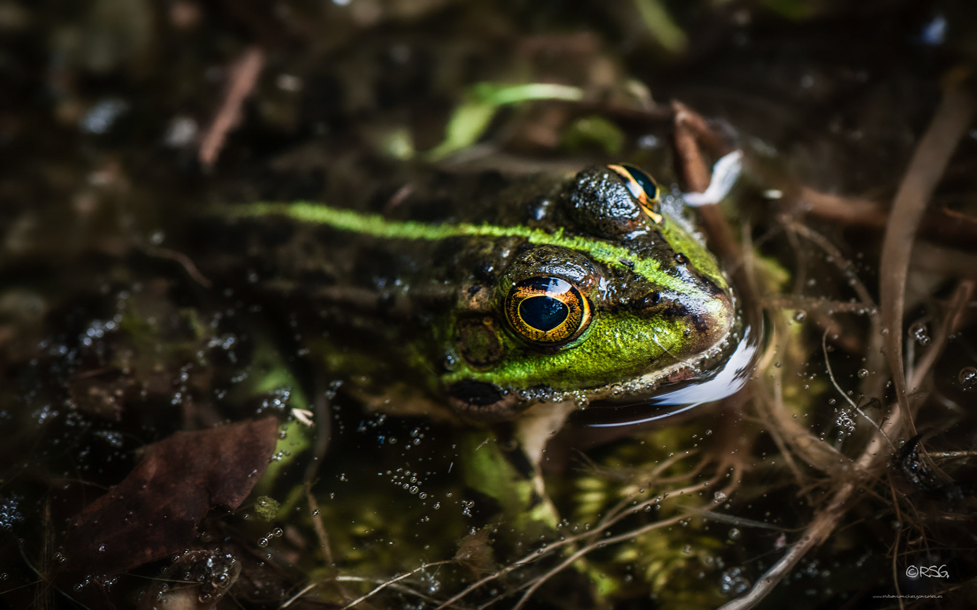 Rana - Anfibio Macro