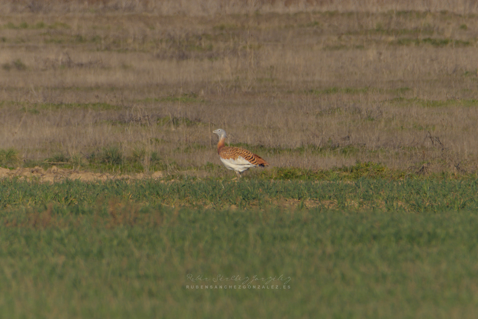 Avutarda o Otis tarda - Aves
