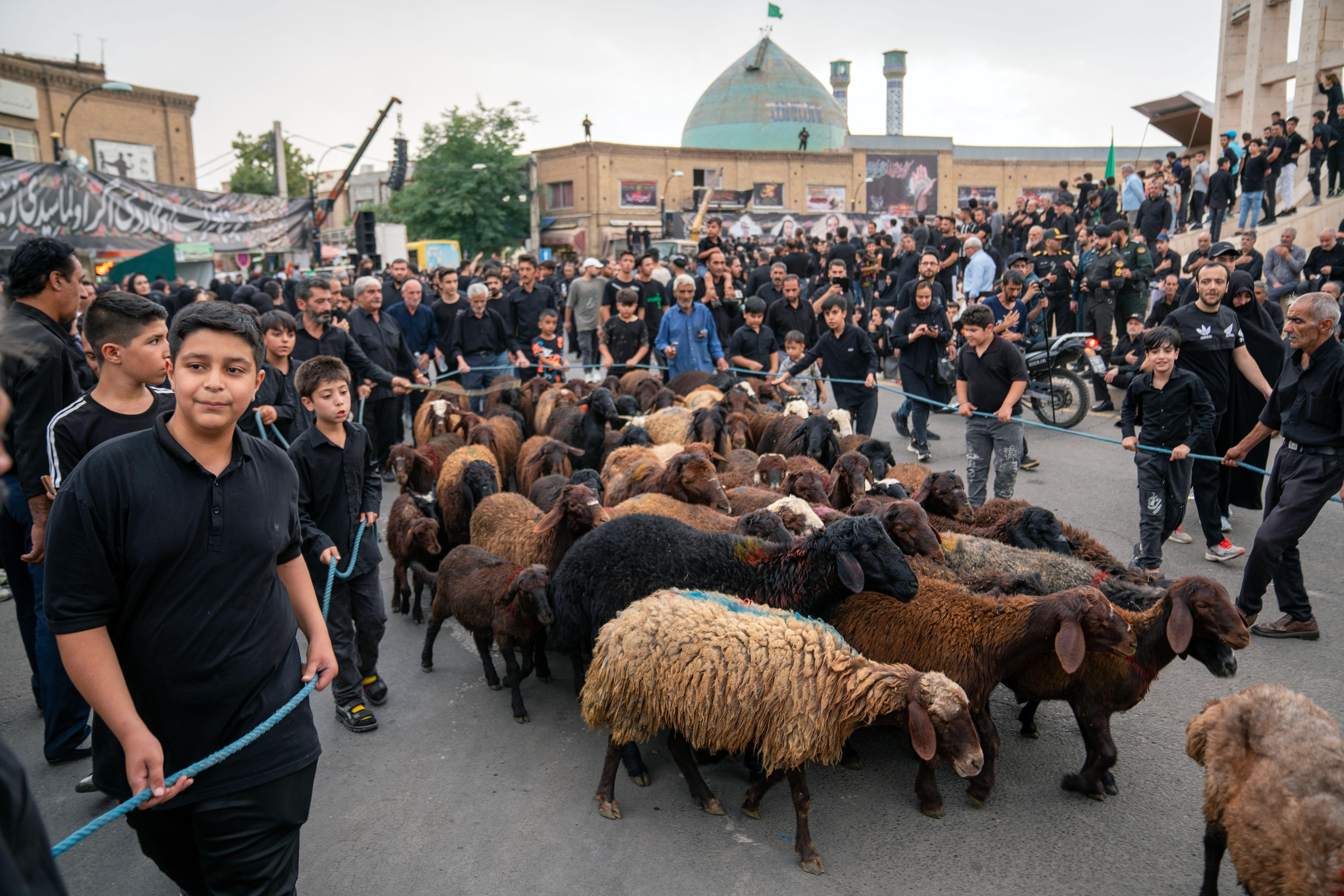 Shiite Muslims in Zanjan take the sheep and goats that come to the Zanjan Enghelab square to slaughter on the day after the Day of Ashura, the 1384th anniversary of Imam Hussein's martyrdom. As a tradition, Shiite Muslims will slaughter the sheep, goats and calves they bring to the squares and cook for the commemoration ceremonies that will take place the next day. 