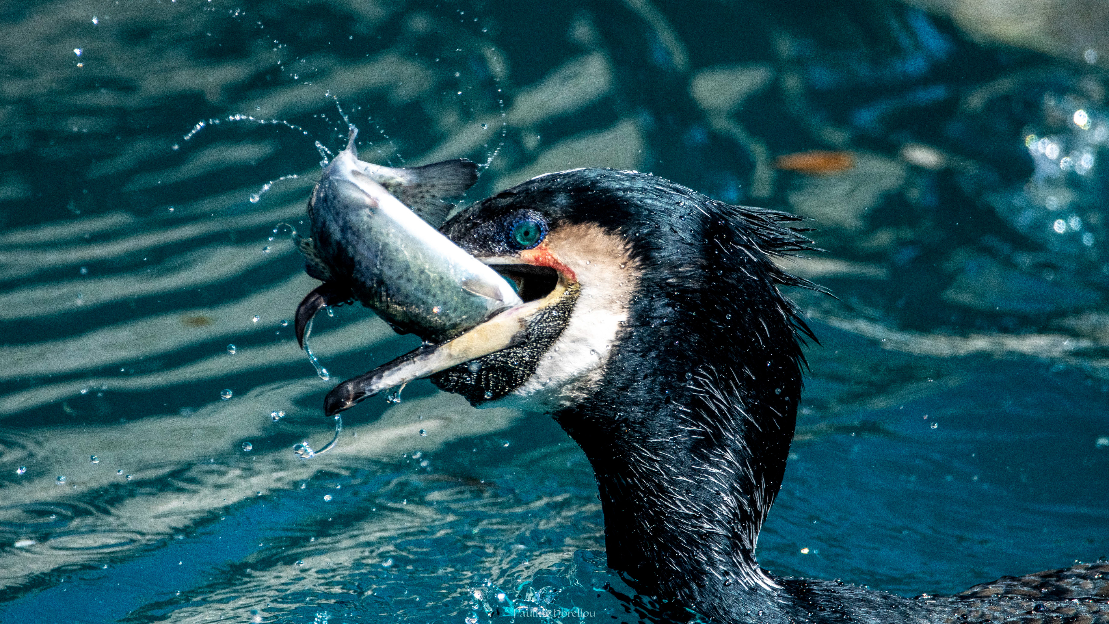 Cormoran 