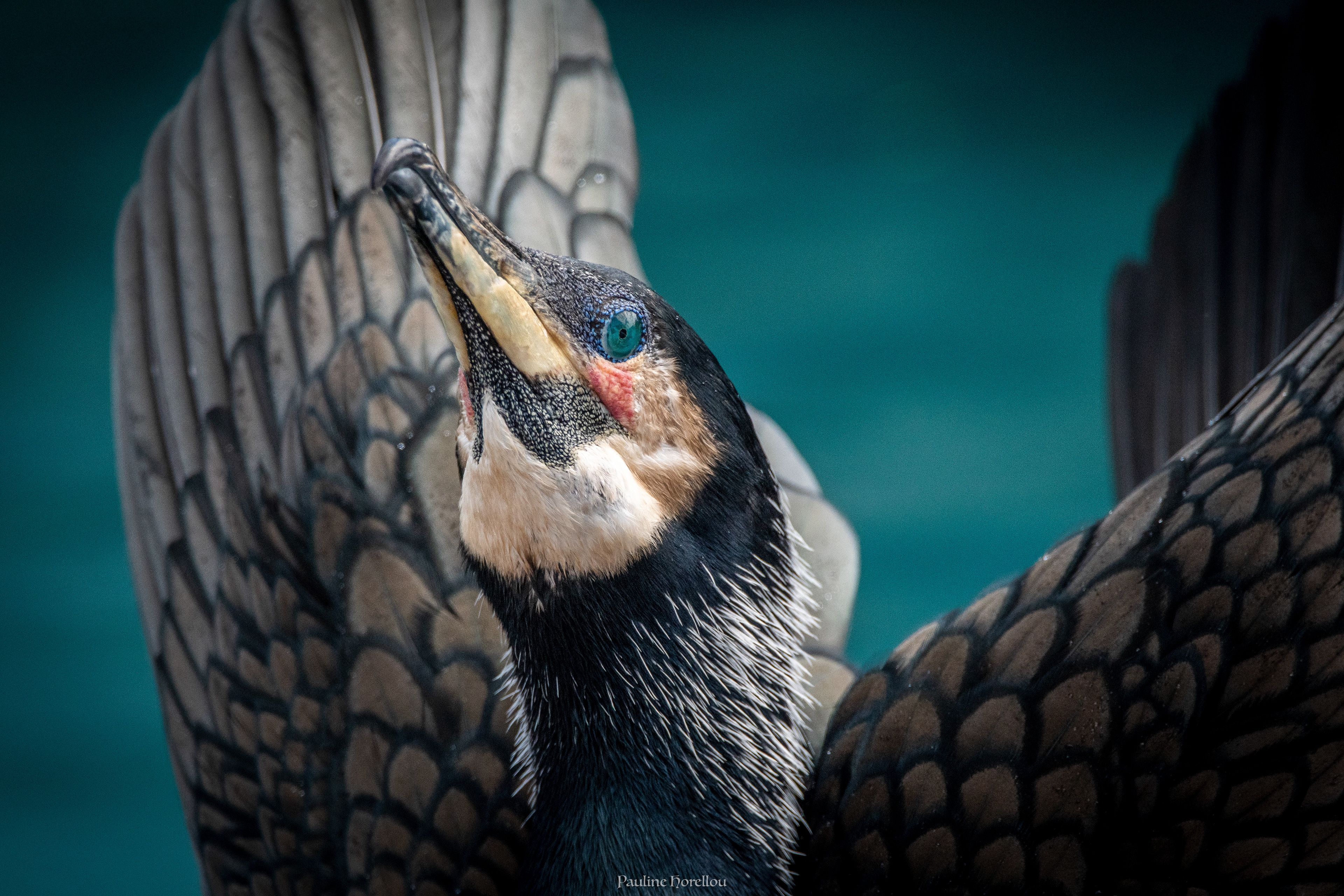 Cormoran 