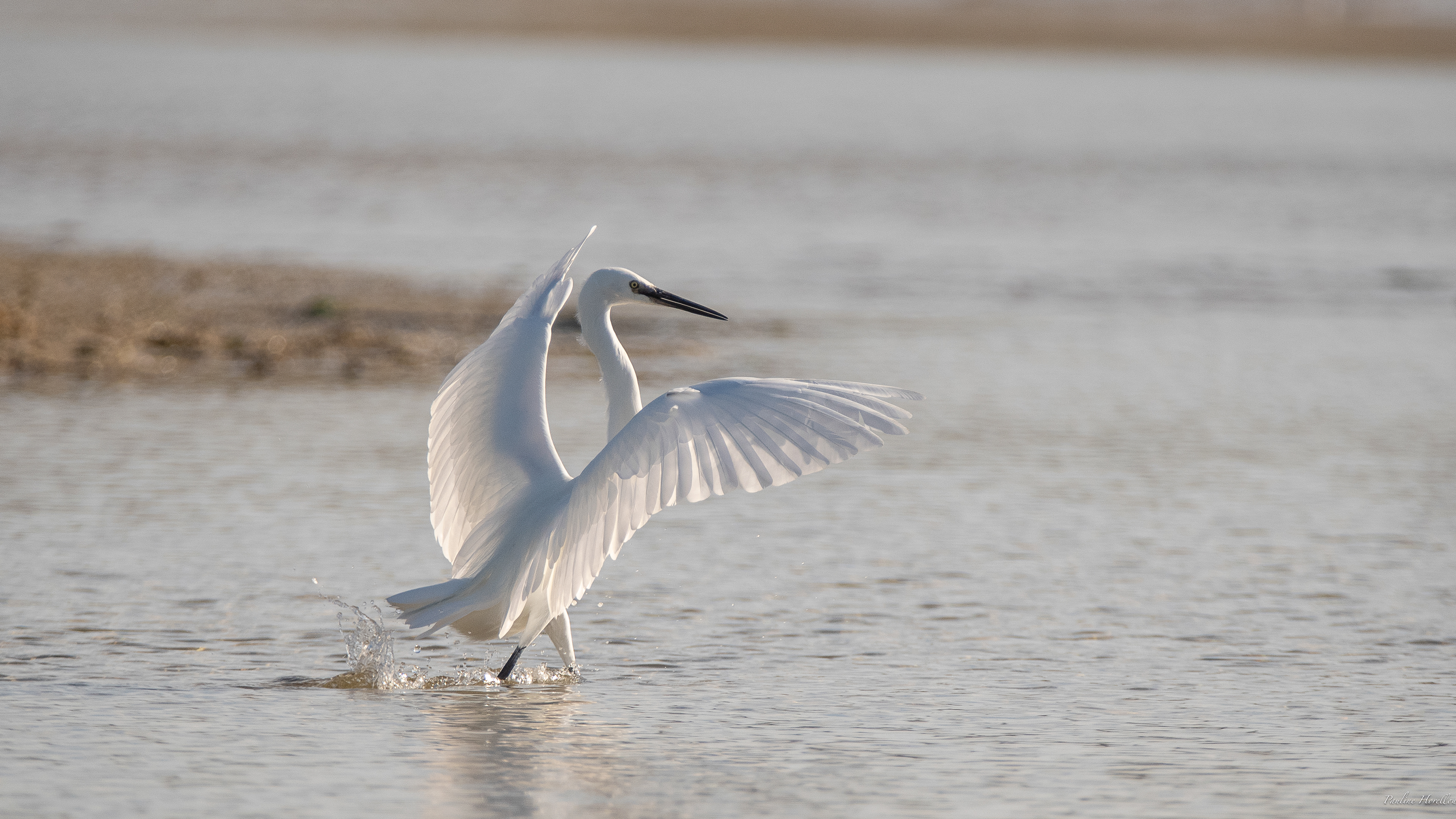 aigrette garzette 