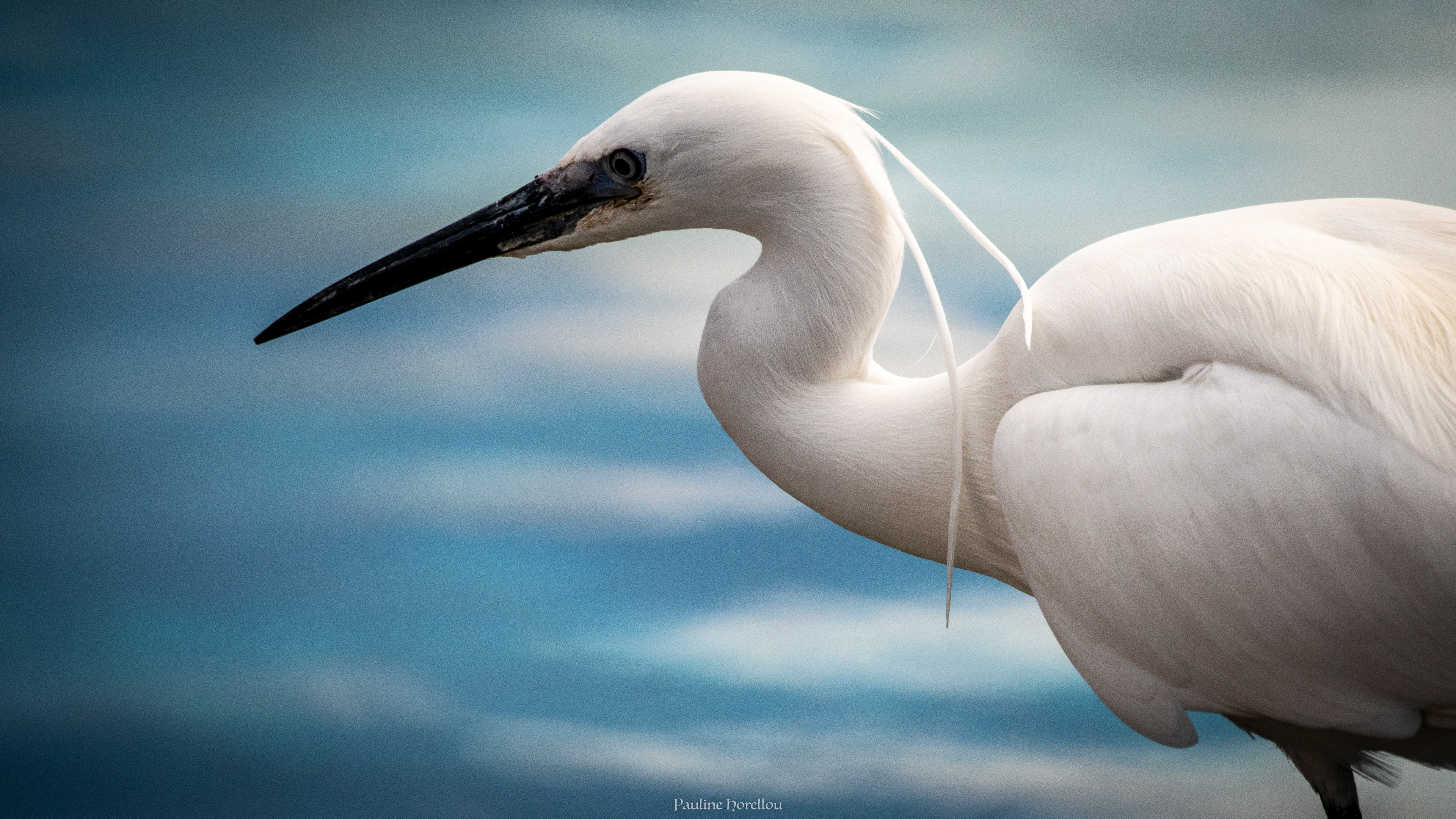 aigrette garzette 
