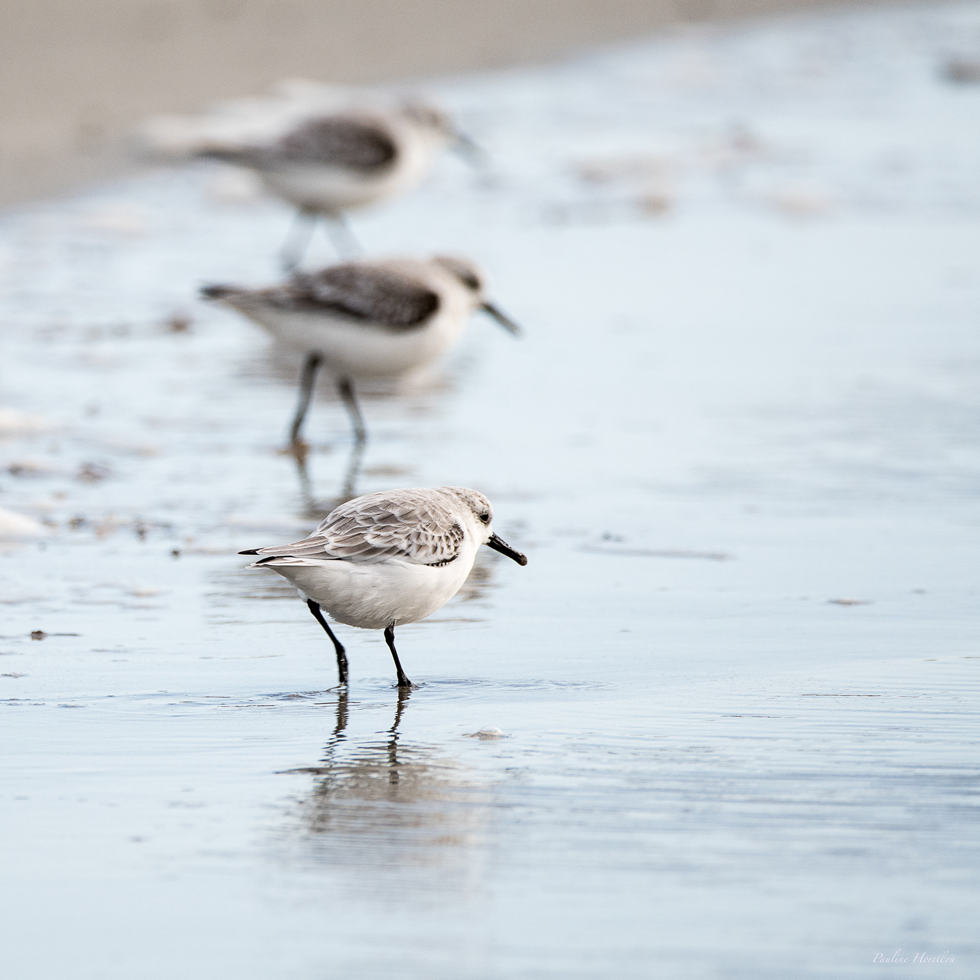 bécasseaux sanderling