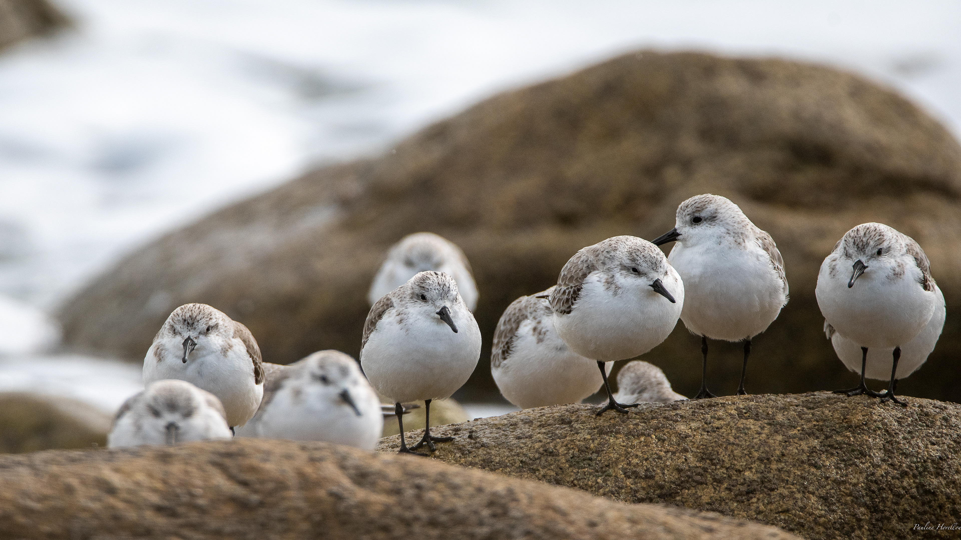 bécasseaux sanderling