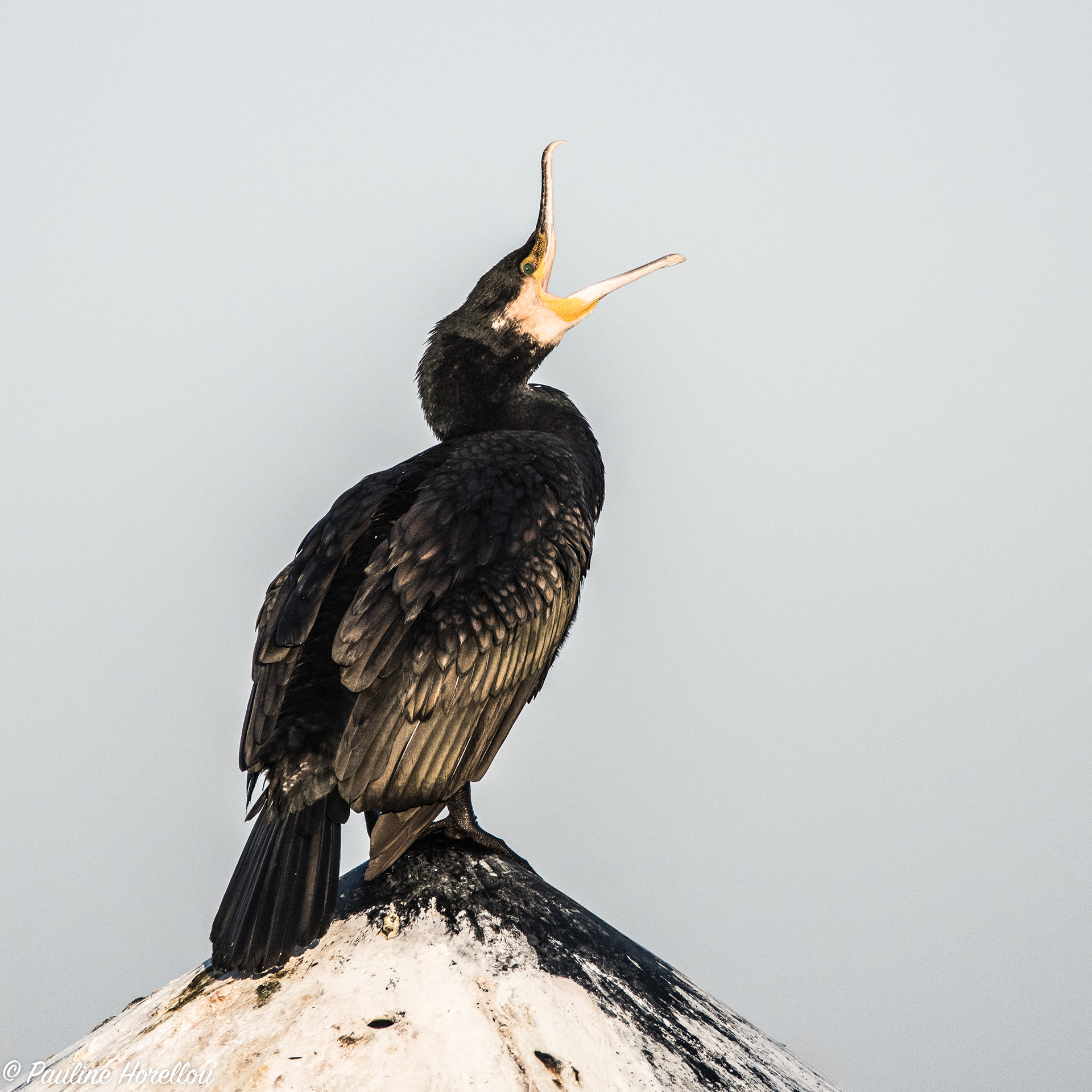 Cormoran 